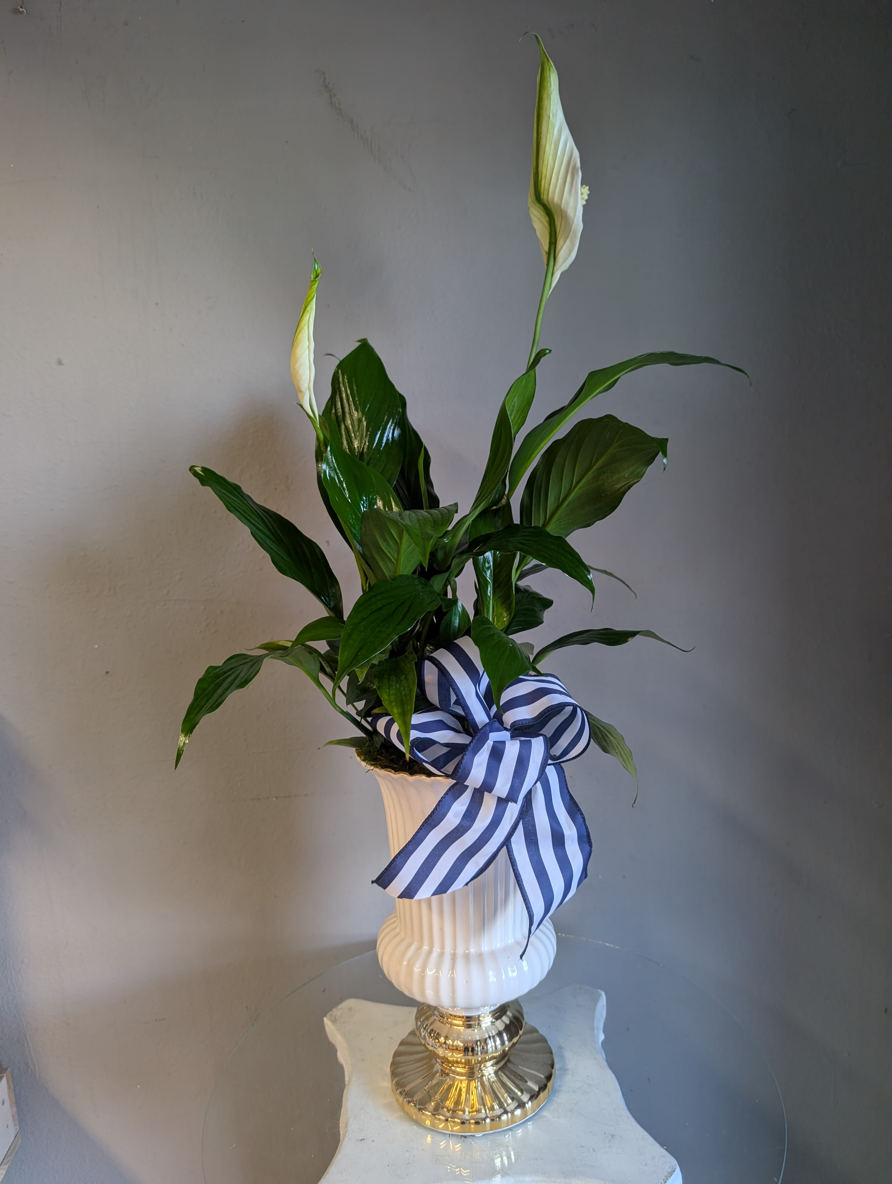 #40 Gold/white ceramic Pot &amp; Peace Lilly plant - Gorgeous white peace Lilly in a ceramic gold and white pot will being elegance t to any home. 