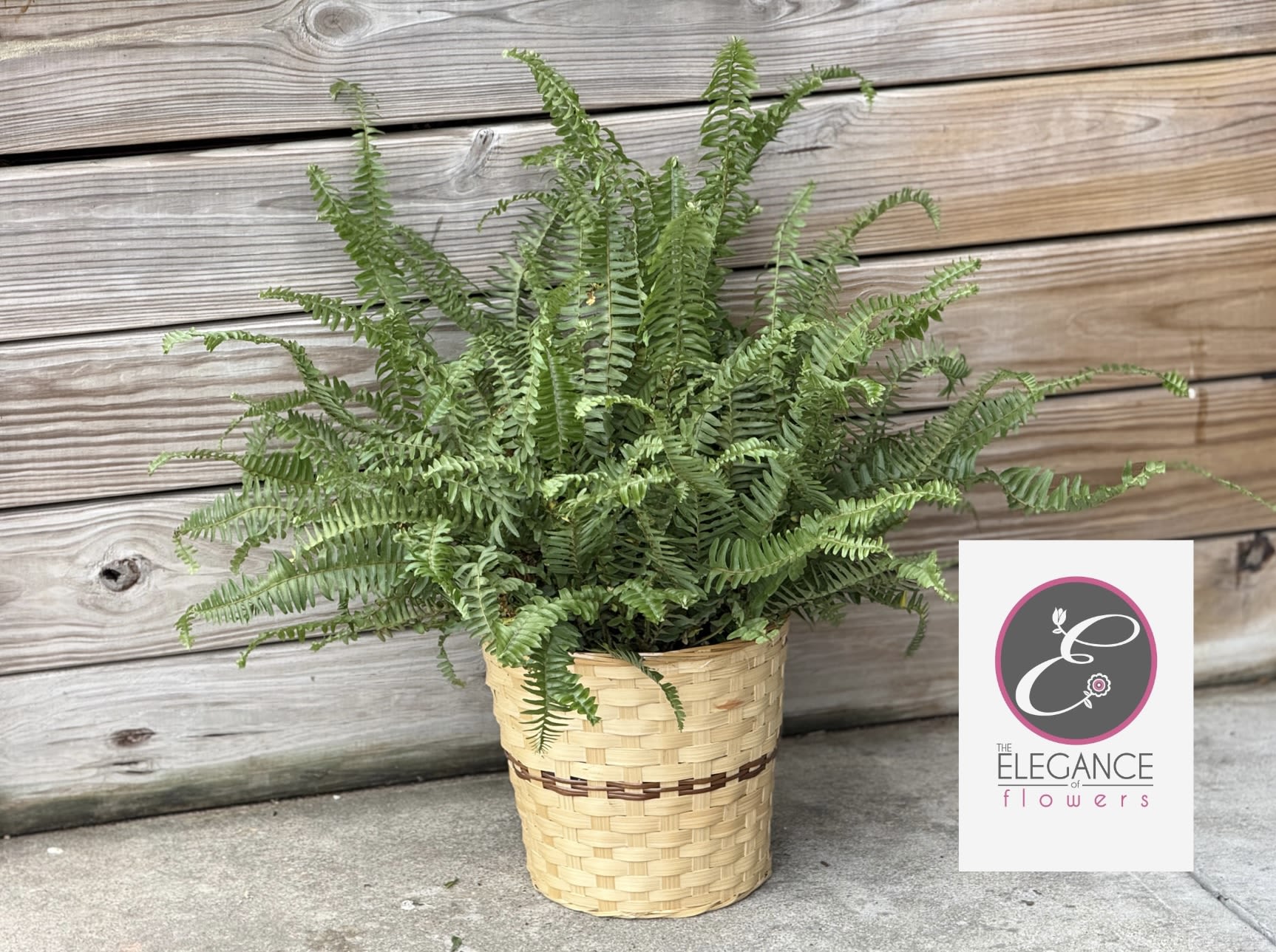 Boston Fern Plant  - N/A