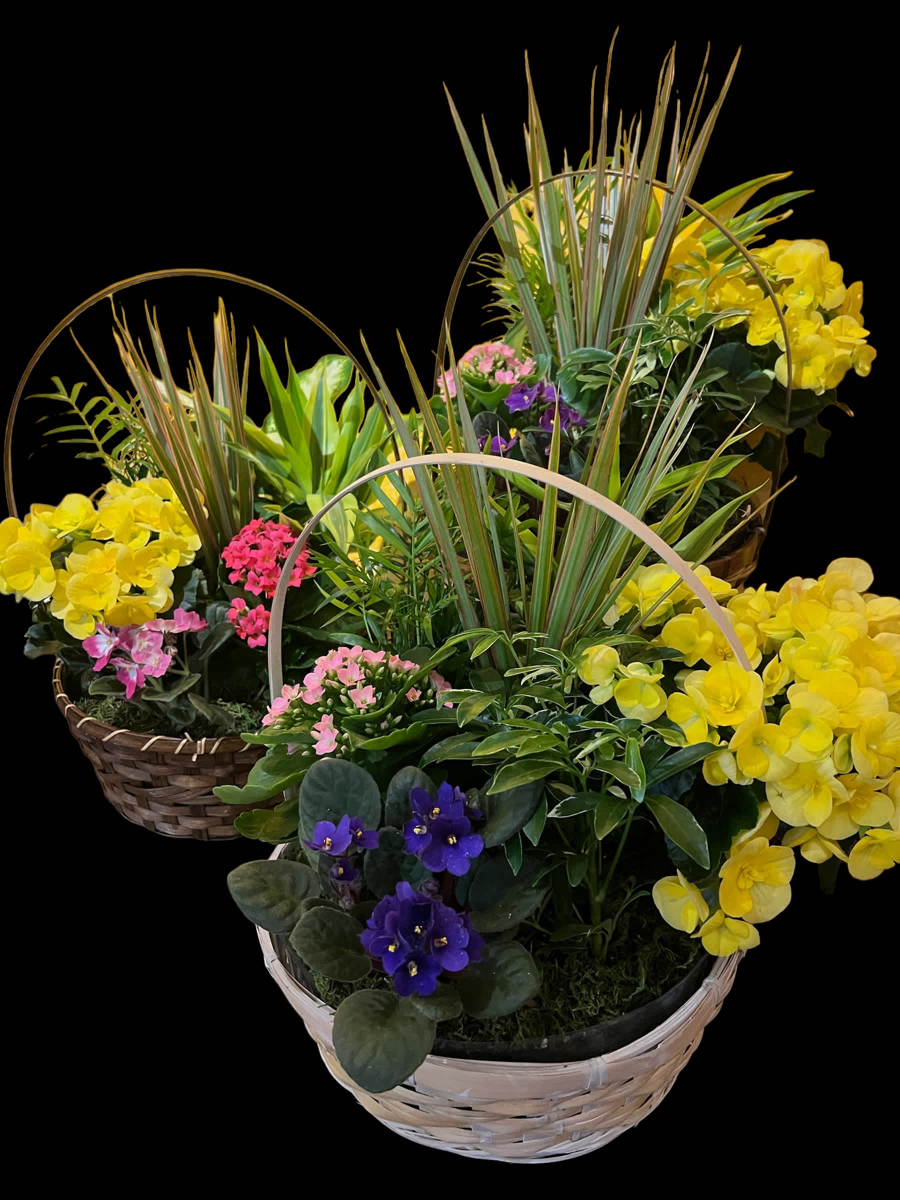 SHS12 - 12" SPRING HAS SPRUNG - 12" BASKET OF BLOOMING AND GREEN PLANTS. COLOR VARY.