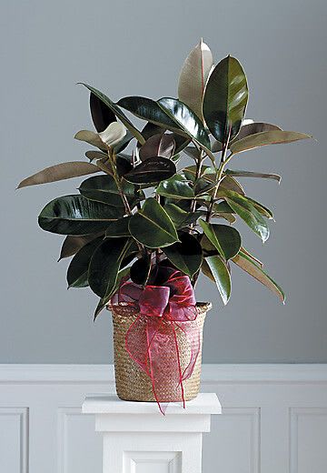Rubber tree houseplant in a woven basket with a pink sheer ribbon bow