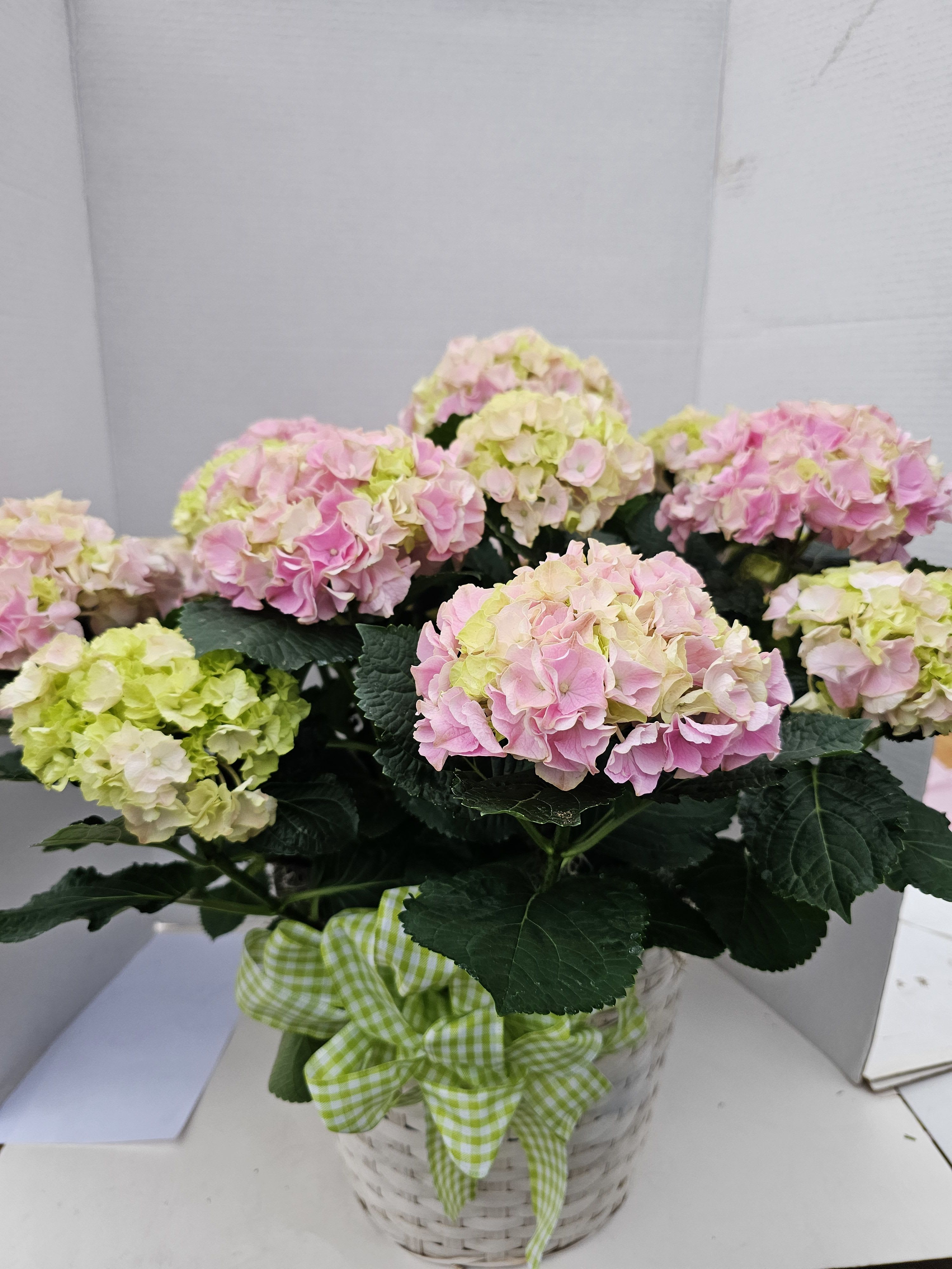 Potted Hydrangea - Large potted Hydrangea.