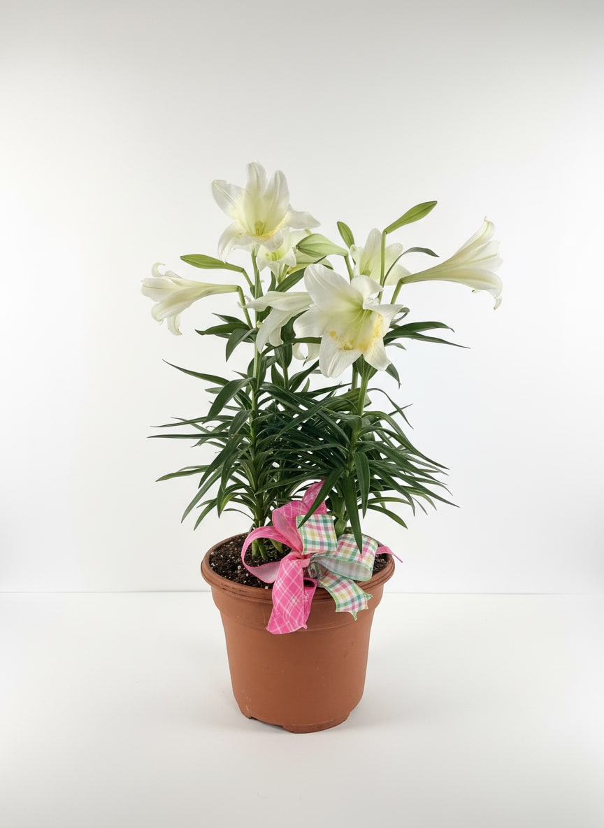 Easter Lily - Easter Lily with seasonal bow, bloomed and ready for gift giving