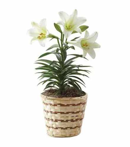 Eastern Lily Plant - Easter Lily Plant in a Wicker Basket with bow