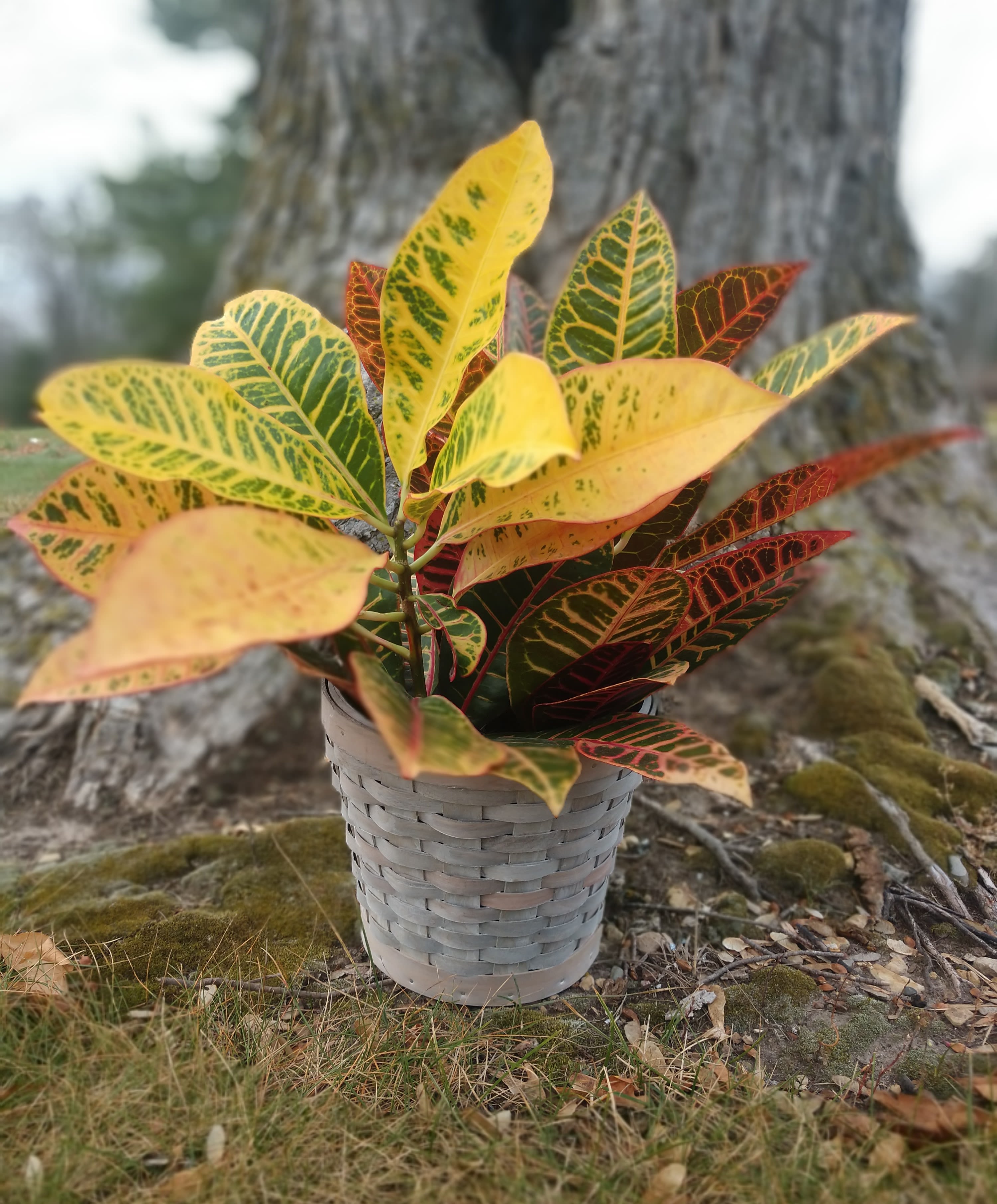 Potted croton plant with yellow, green, and orange variegated leaves in a woven basket container