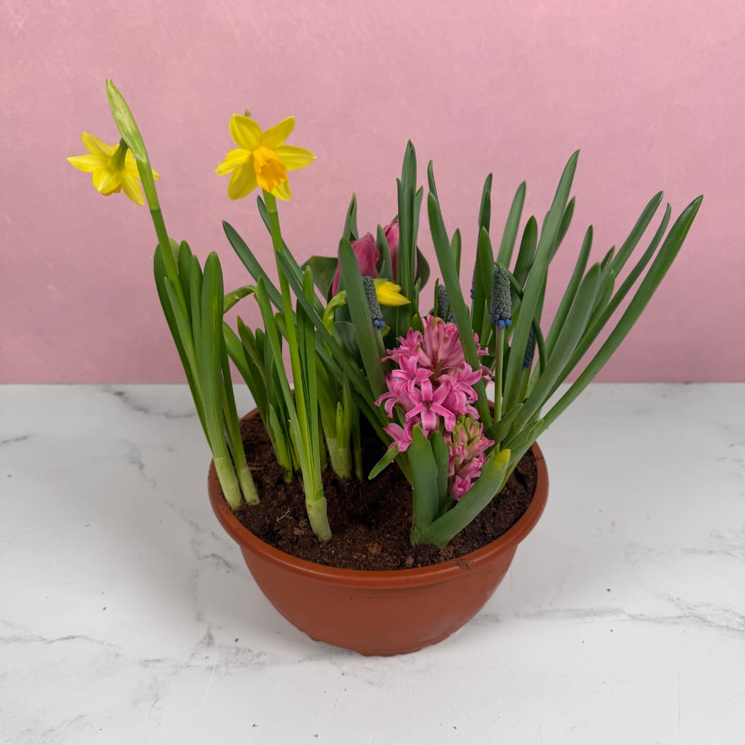 Spring Bulb Garden - Add some stunning color to your life with a Spring Bulb Garden! Each garden comes with a variety of around four different, colorful bulb plants planted inside a plastic garden pot that you can watch grow and bloom from the comfort of your own home! These bulb gardens also make the perfect gift for multiple occasions such as Easter, birthdays, housewarmings, and more!