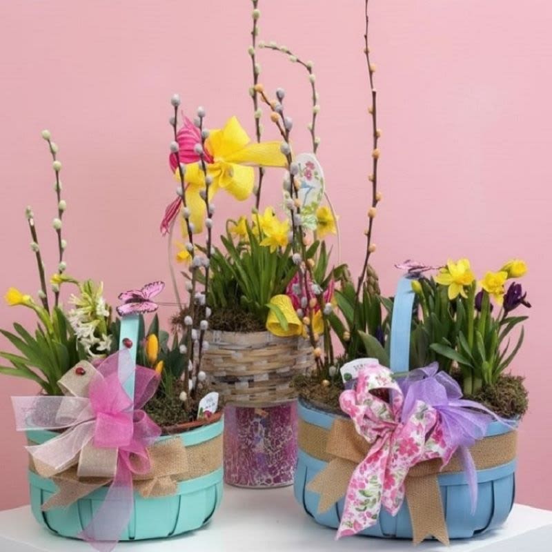 Blooming Spring Plant Baskets - Spring blooming plants including assortments of Tulips, hyacinths, and/or daffodils-the scene-stealers of a blooming spring garden-are gathered together to create a bounty of seasonal beauty. The bulbs have been planted in baskets to add fresh-from-the-garden charm. Ideal for brightening up an accent table or for use as a lively centerpiece, the bulb garden is certain to give spirits a lift.