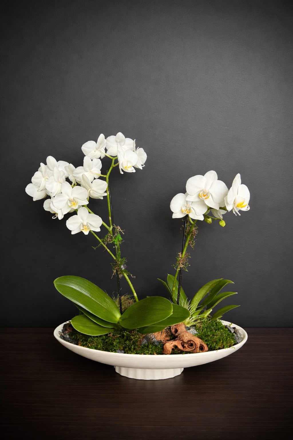Orchid Dish Garden - Flower Availability Changes Seasonally And Weekly Your Arrangement May Vary Slightly From The Photo, But Guarantee It Will Be Fresh, Stylish, And Beautiful.