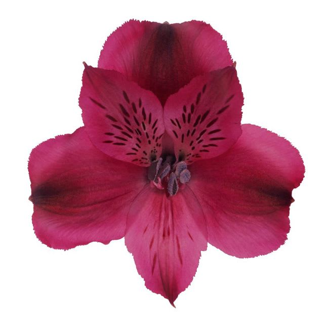 Digital Gift Card -Sleeping Beauty - GIft Card 