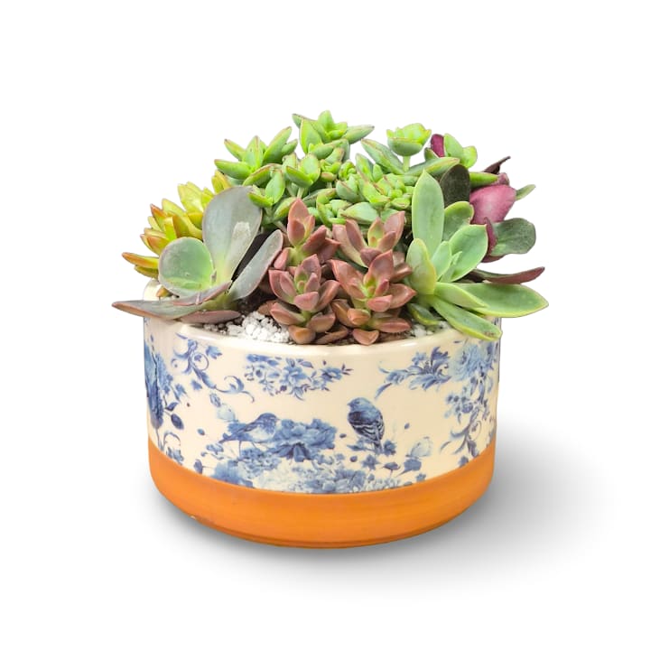 Succulent Oasis garden - A vibrant collection of mixed succulents nestled in a patterned keepsake pot. A unique accent that's simple to care for and fun to display.