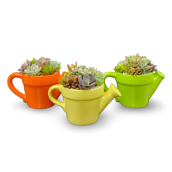 Sprinkle of Succulents - Select this playful mix of assorted succulents arranged in a colorful keepsake watering can planter. Perfect for adding a fun pop of greenery to any space. Each order includes one watering can garden, and planter color based on availability. 