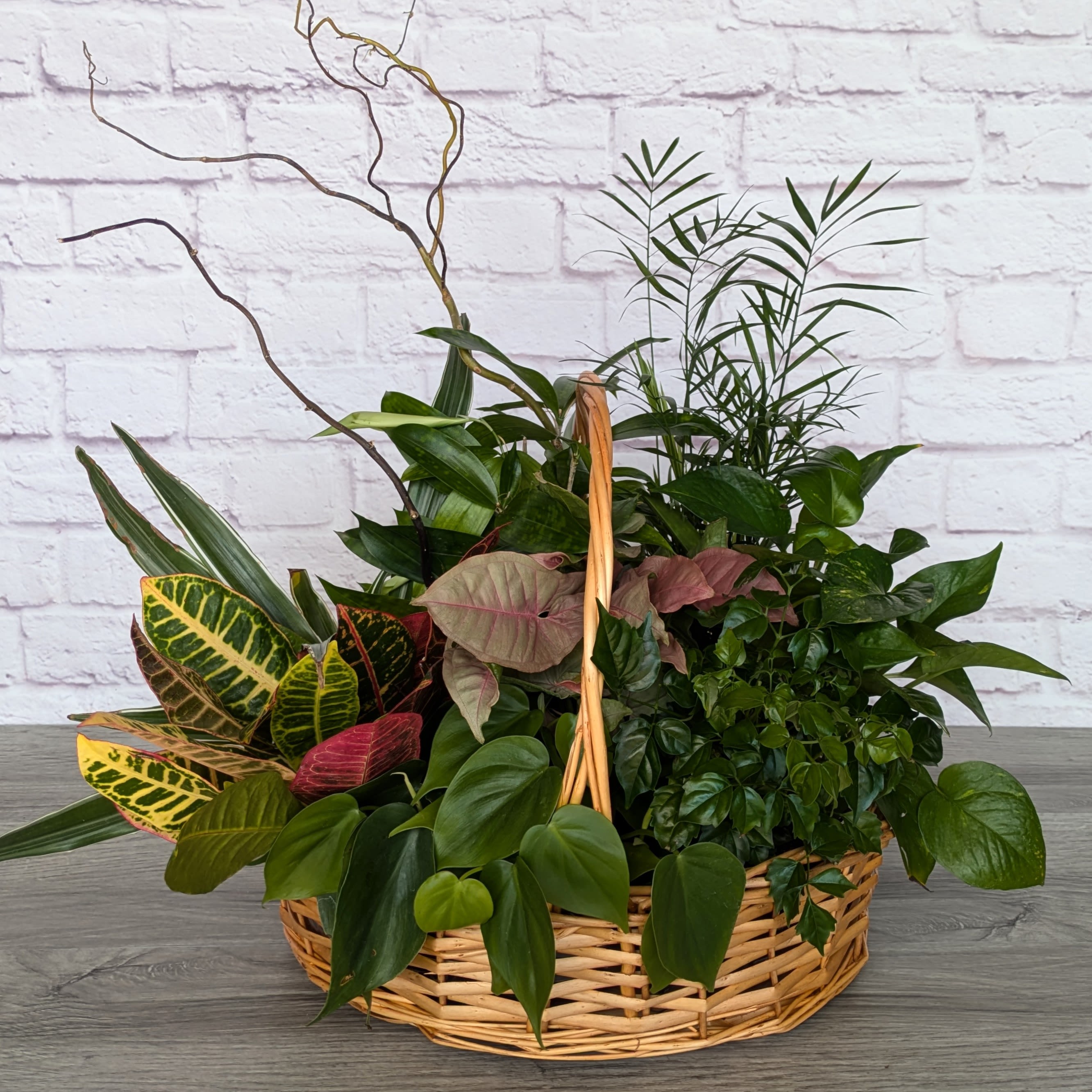 The Whole Garden - The Whole Garden is an exquisite version of a traditional dish garden. The Whole Garden is featured in an extra large basket or pot, accented with fresh curly willow stems. Exact plants or containers will vary based on daily supply.  Sizes will vary based on daily plant and container supply. 