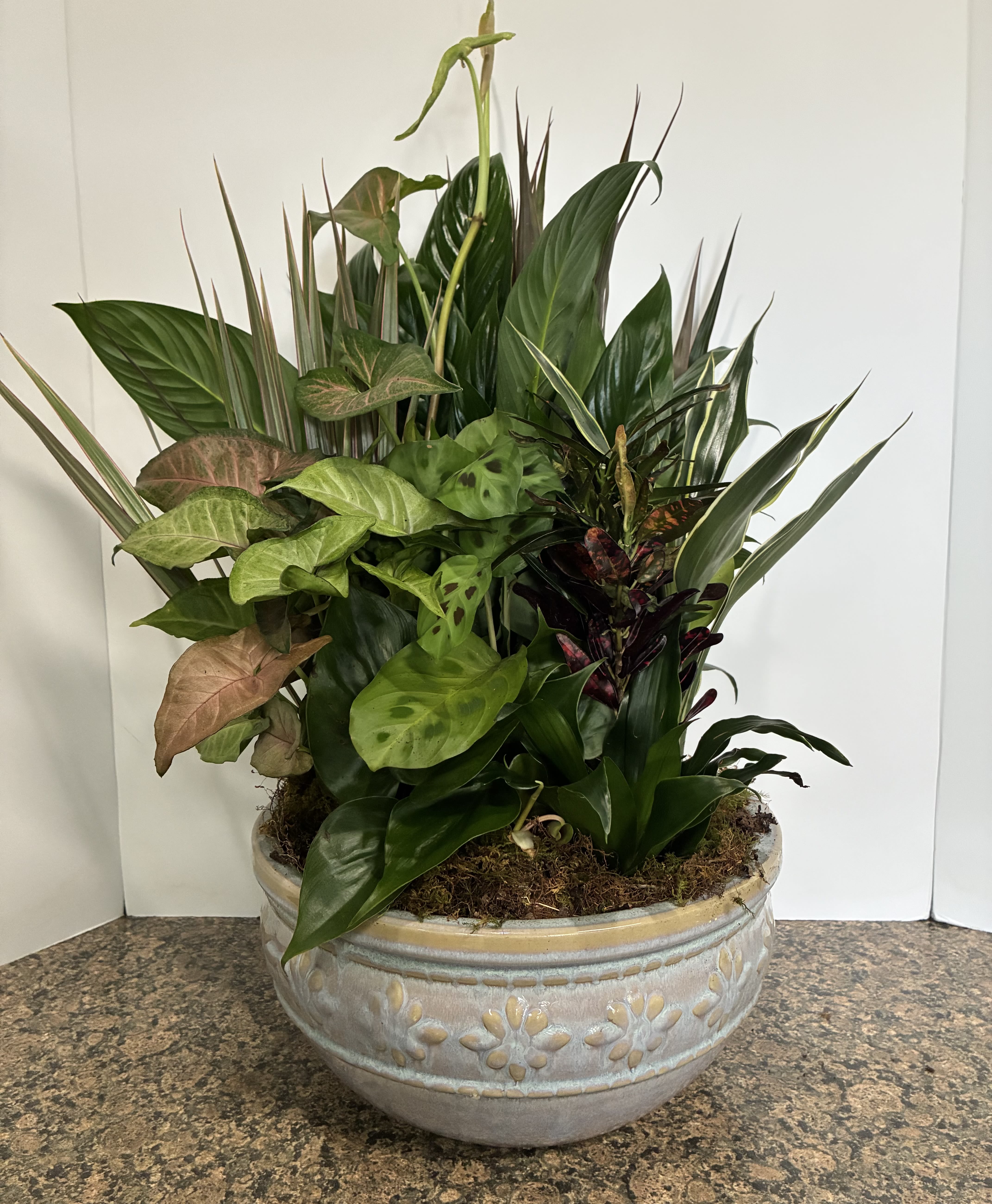 12 inch Dish Garden - A lavish garden of easy to care for house plants artfully arranged and planted in a ceramic planter. Photo depicts a stock photo, container and plants may differ.
