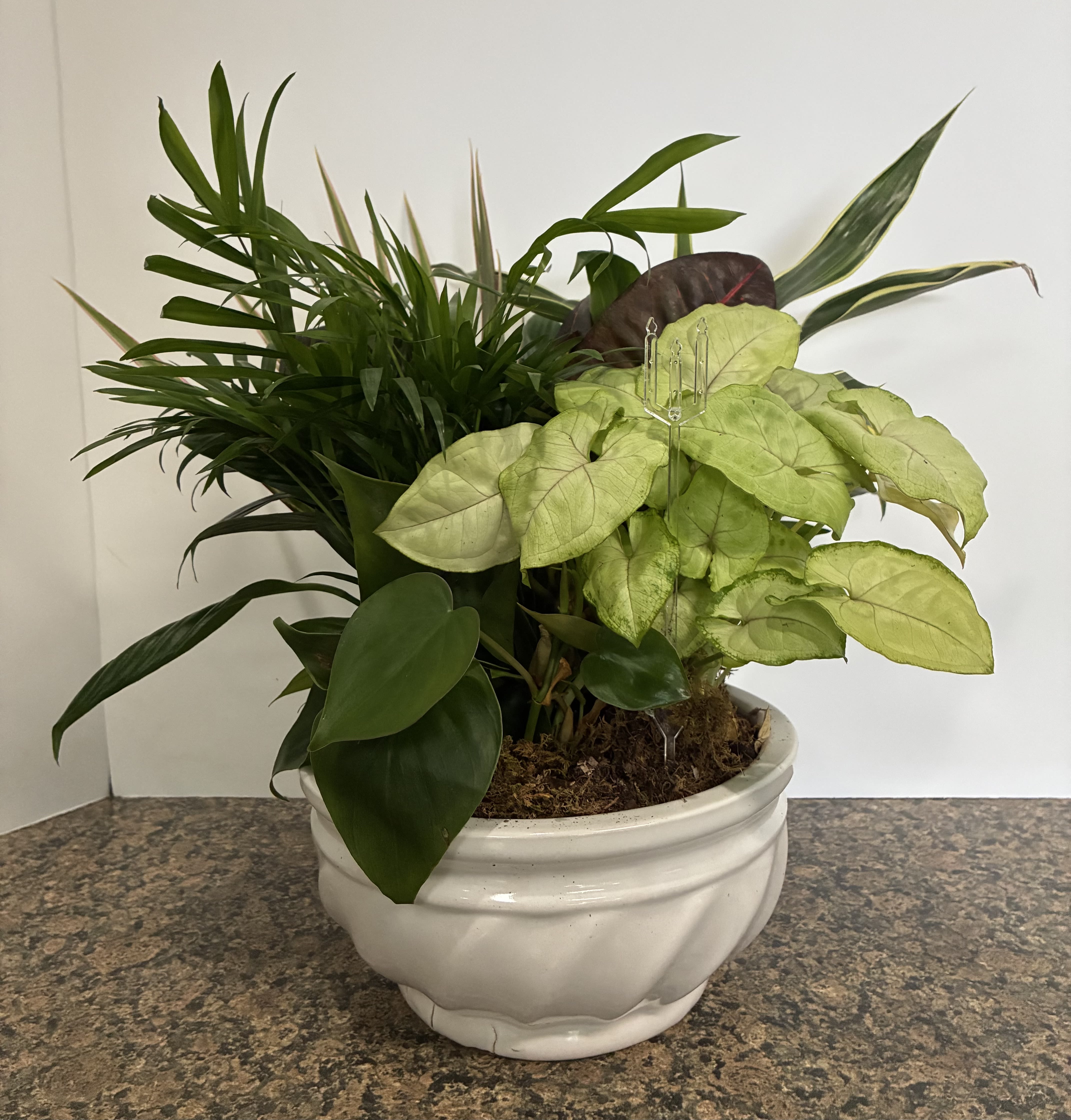 8 Inch Dish Garden - A lavish garden of easy to care for house plants artfully arranged and planted in a ceramic planter. Phot depicts a stock photo, container and plants may differ.