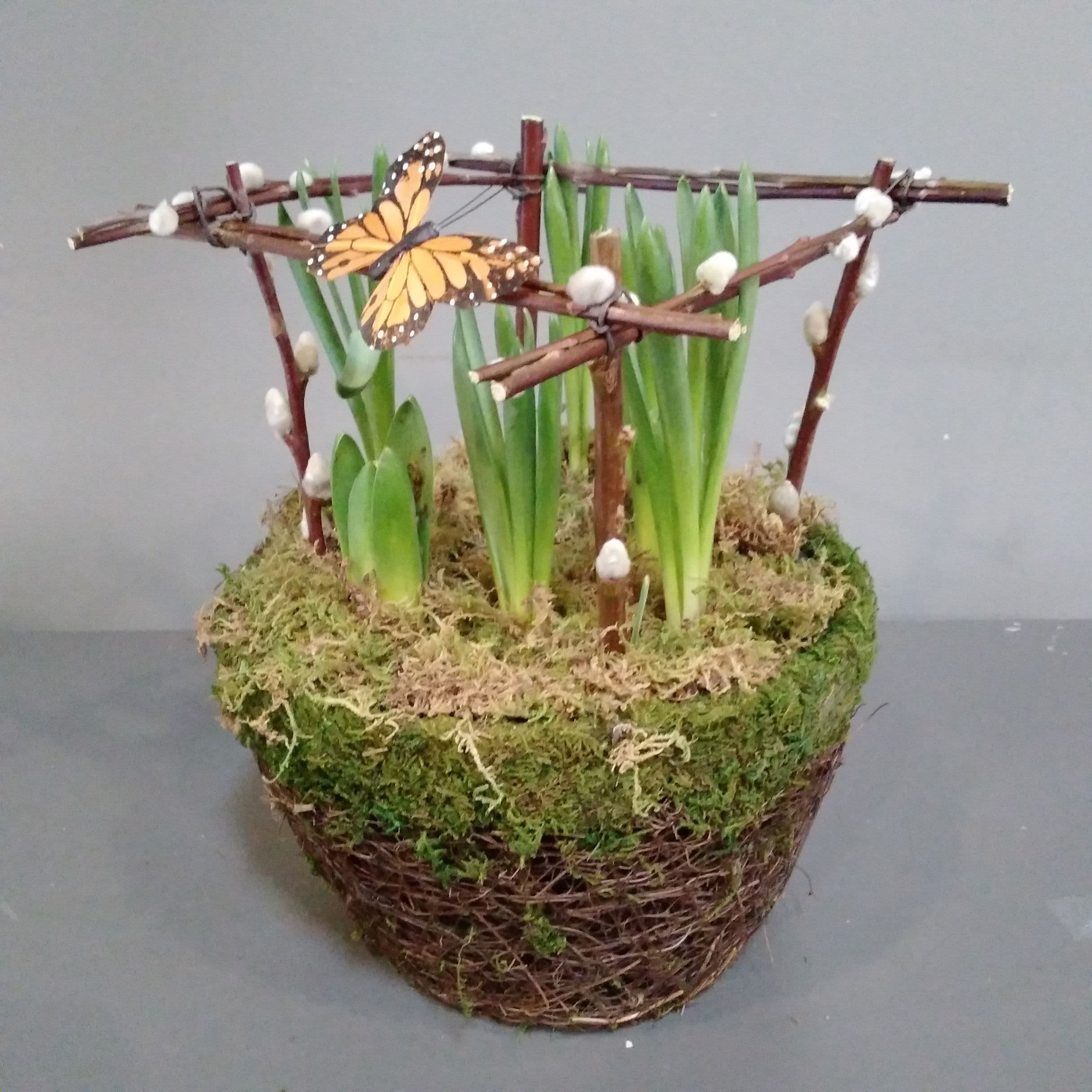 Potted green bulb shoots in a moss-covered basket with twig trellis and a decorative orange butterfly.