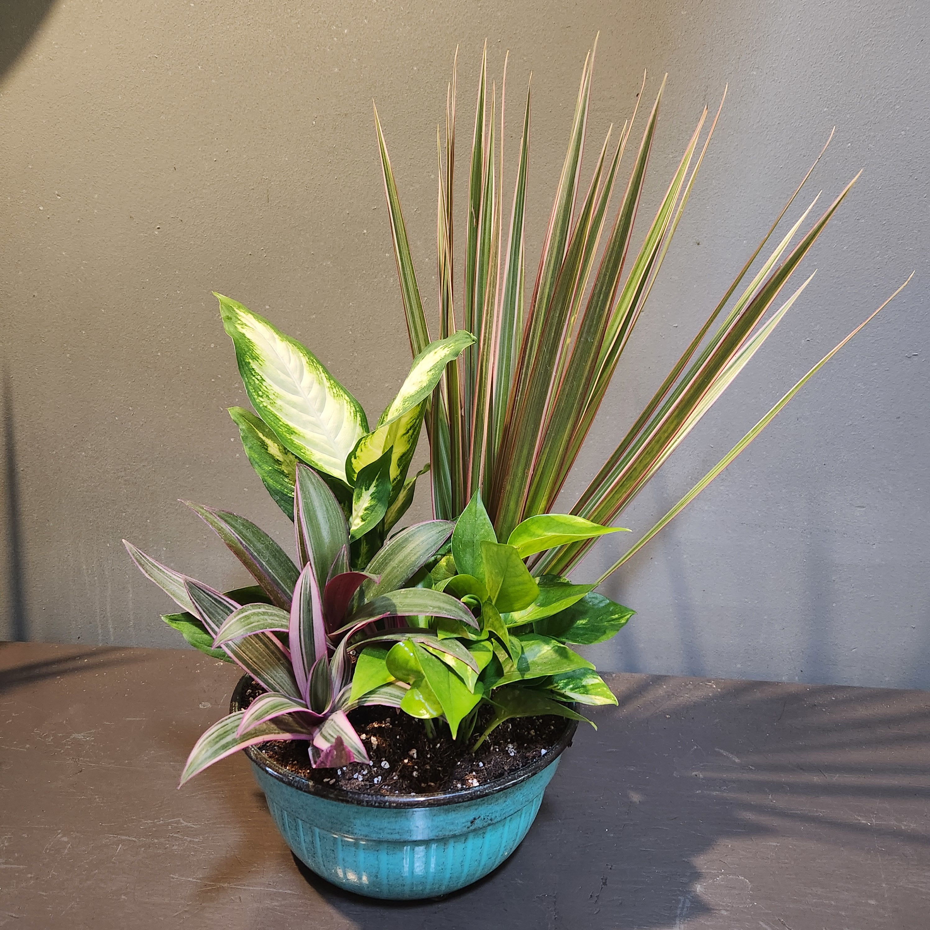 Plants: Greenery Garden  - Rheo tricolor, pothos, diffenbachia and dracaena plants arrive in a teal blue container. Perfect for any home or office. Measures approx. 19"Tx11"W.