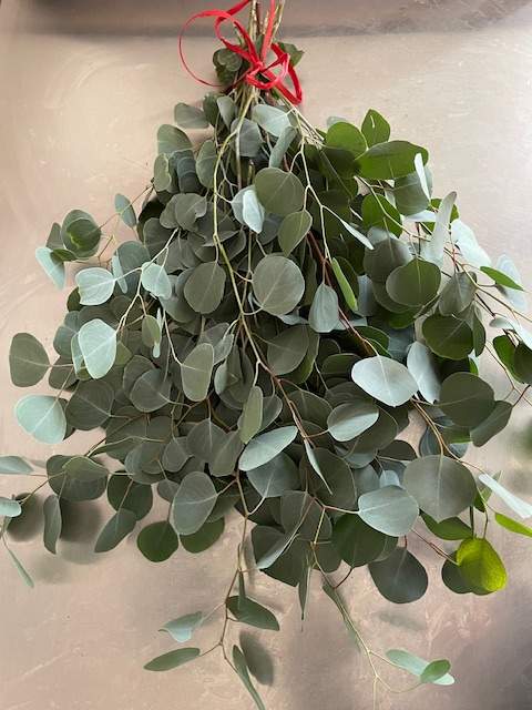 Bundle of fresh eucalyptus stems tied with a red ribbon