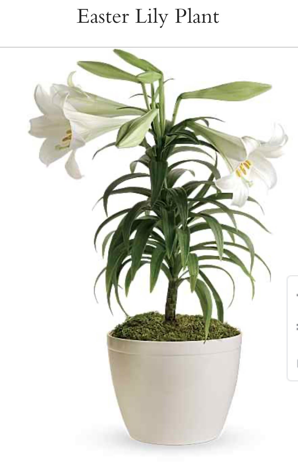 Easter Lily Plant - The white Easter lily with it's beautiful trumpet-shaped blossoms symbolizes purity, hope, and life - the spiritual essence of Easter - and all the promises of Spring. Gracing millions of homes and churches, Easter lilies embody joy, hope and life. Whether given as a gift or enjoyed in your own home, the Easter Lily also know as the Peace Lily serves as a beautiful reminder that Easter is a time for rejoicing and celebrating.
