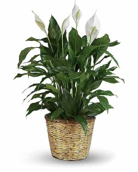 Simply Elegant Spathiphyllum (Peace Lily) - Large - When you want to make a big impression, sending a beautiful spathiphyllum that reaches almost 40" is practically heaven sent. With its glossy leaves and brilliant white blossoms, this plant is super easy to care for. At the same time, it cares for indoor environments as well, cleansing the air of several toxic elements. It's simply elegant and simply wonderful. This large spathiphyllum is delivered in a charming 12" basket. Tall is a great call!   