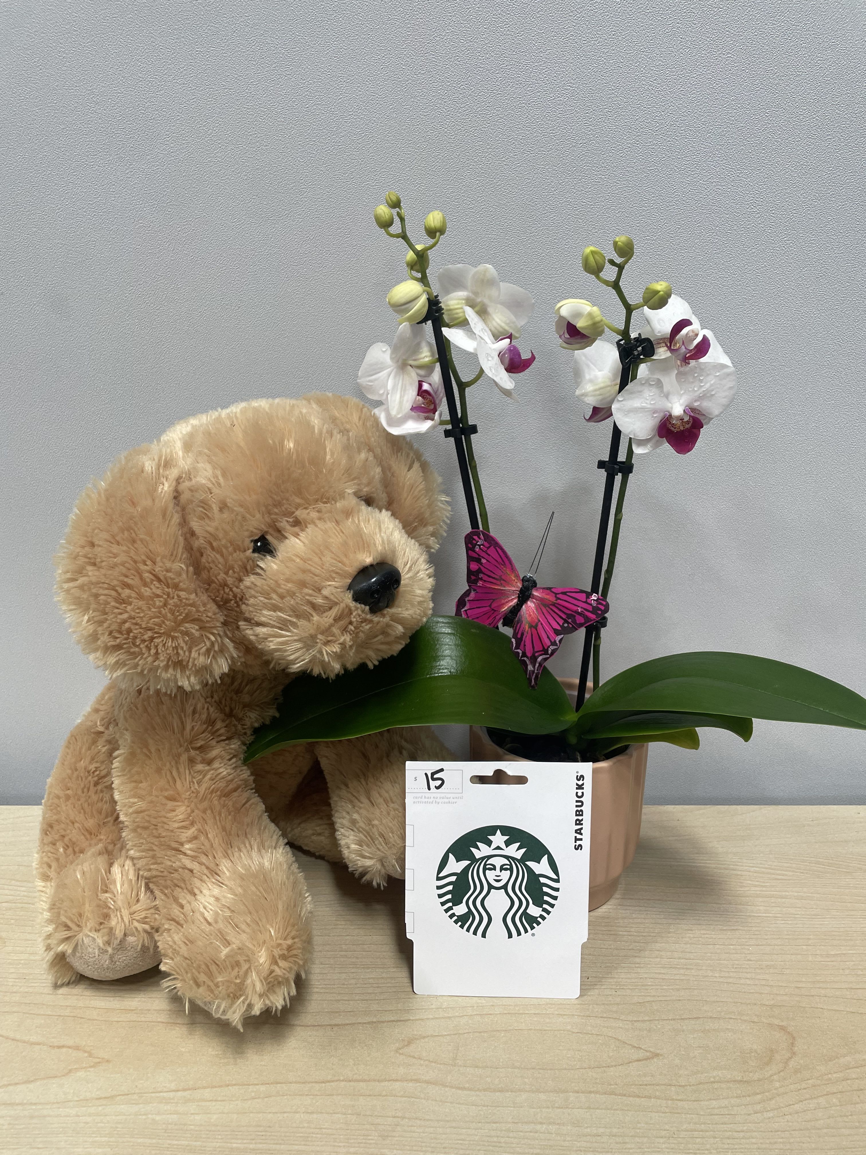 Lil Orchid &amp; Starbucks Trio - $15 gift card included