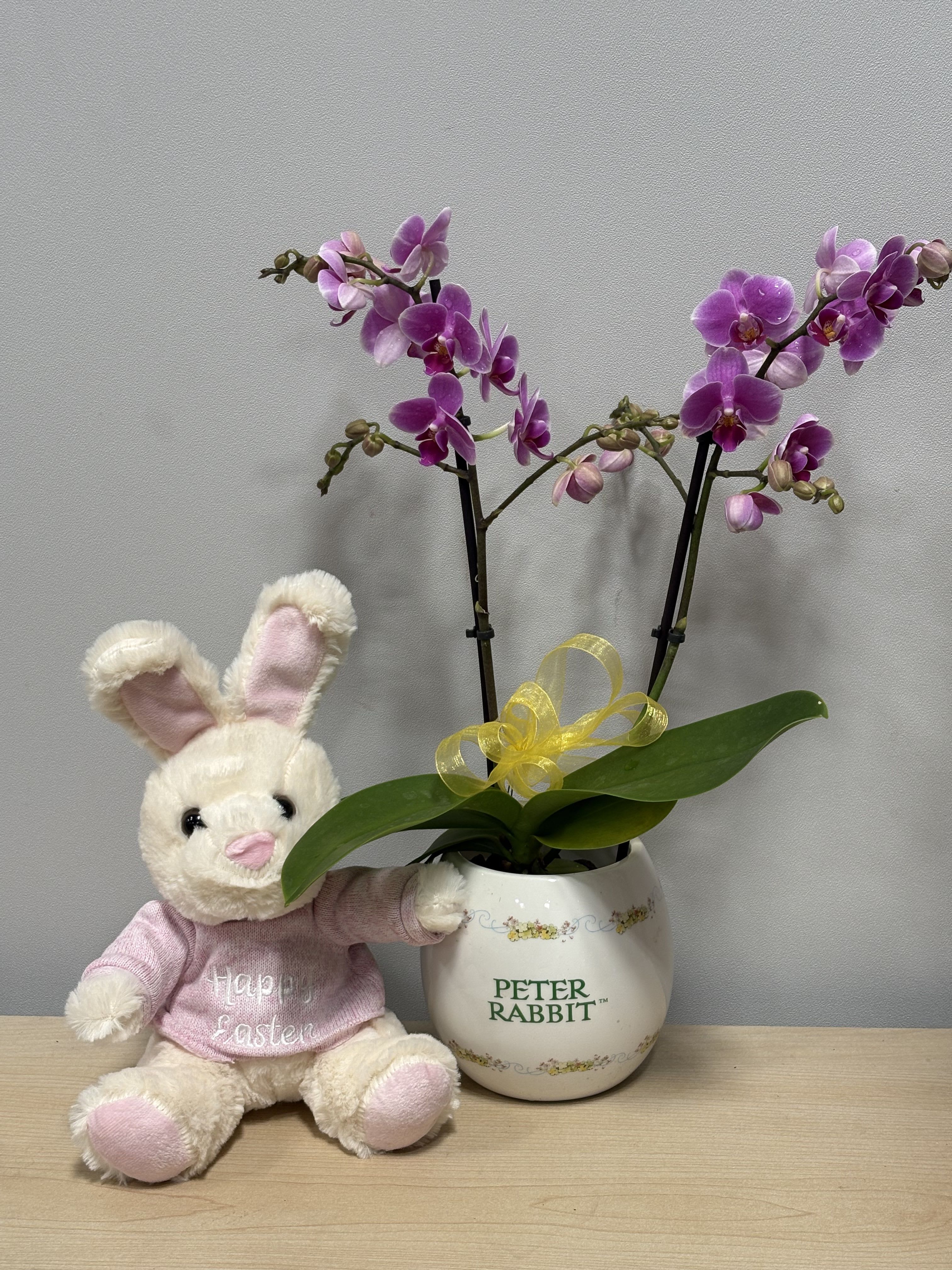Peter Rabbit Orchid Duo - As shown 