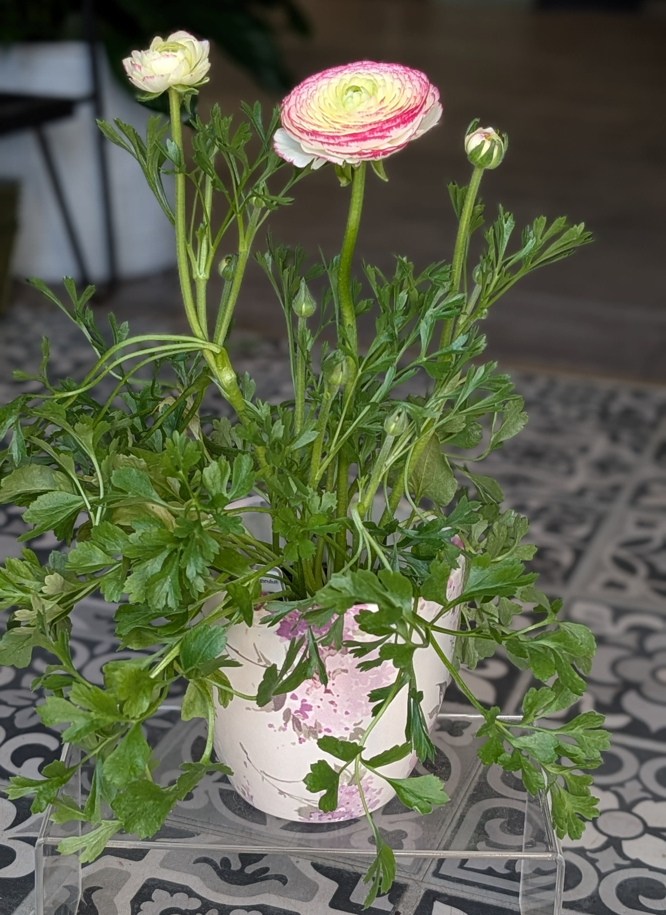 Blooming Ranunculus  - Blooming Ranunculus in a 6" pot. Please note that the plant and pots will vary in color and design 