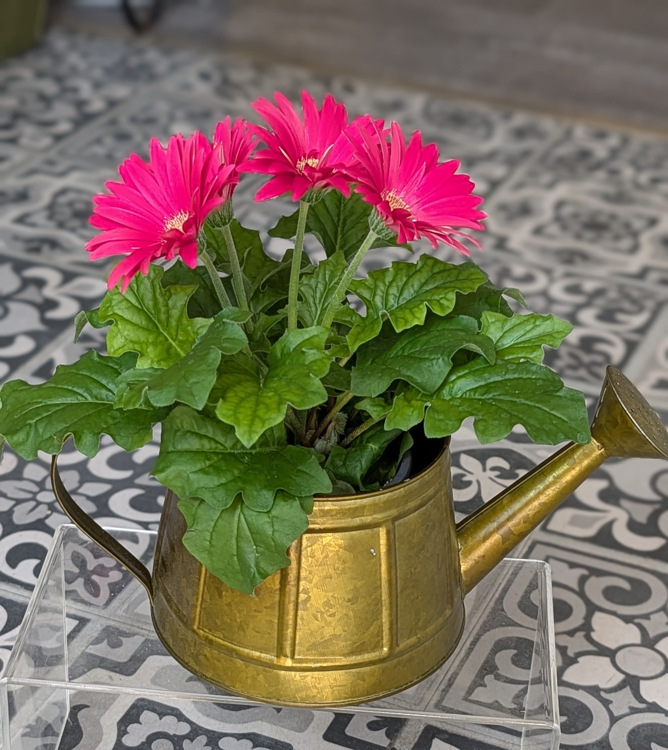 Gerbera Tin Watering  - Plant will be a gerbera but color will vary. Watering can will be the same color. 6" opening.