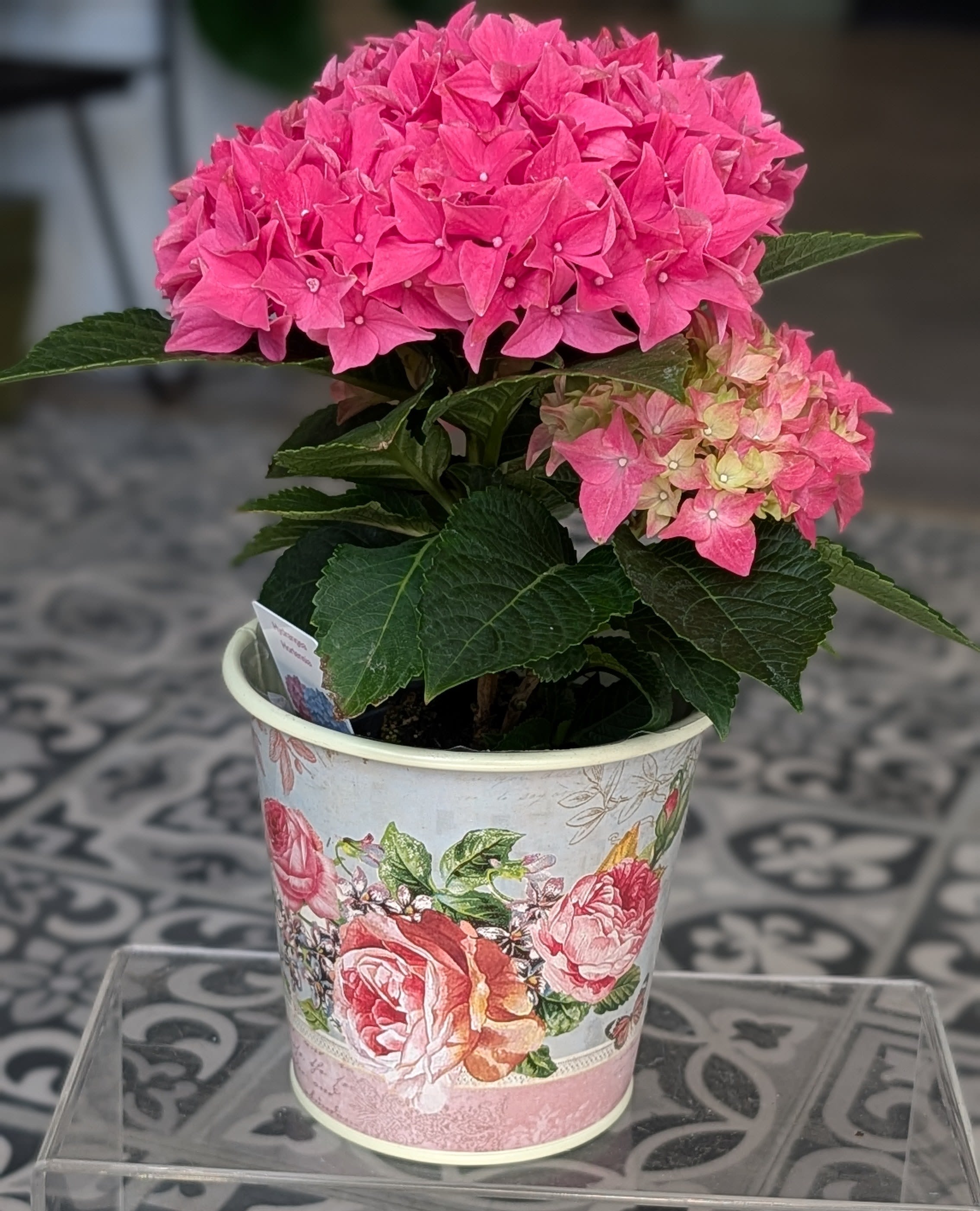 Hydrangea in Tin  - Hydrangea will vary in color. In 4" tin.