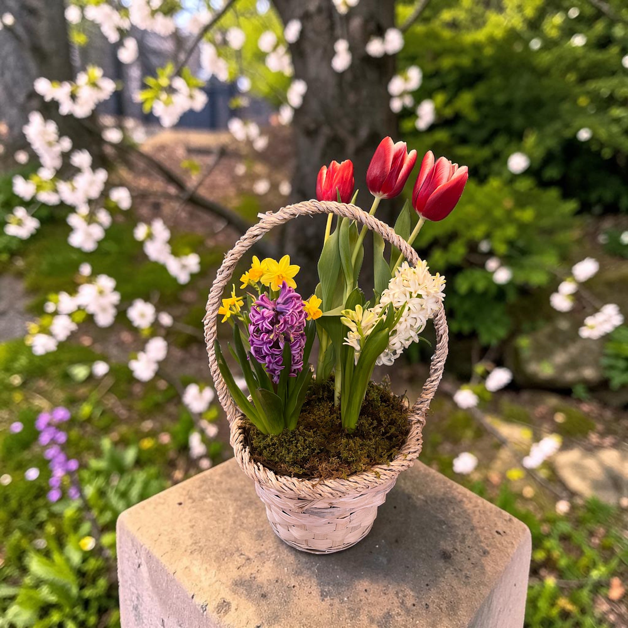Joy of Spring Basket - Say "Hello" to spring by sending these attractive basket arrangements to loved ones - each feature a quality wicker basket with live spring plants!