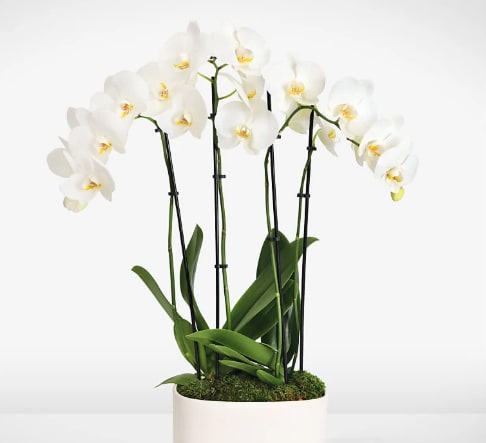 Orchids 4 Stems - Beautiful 4 Stem White Orchid, designed facing all around, with Bamboo, moss and Raffia. Planted in 10 inch Wide White Round Ceramic.