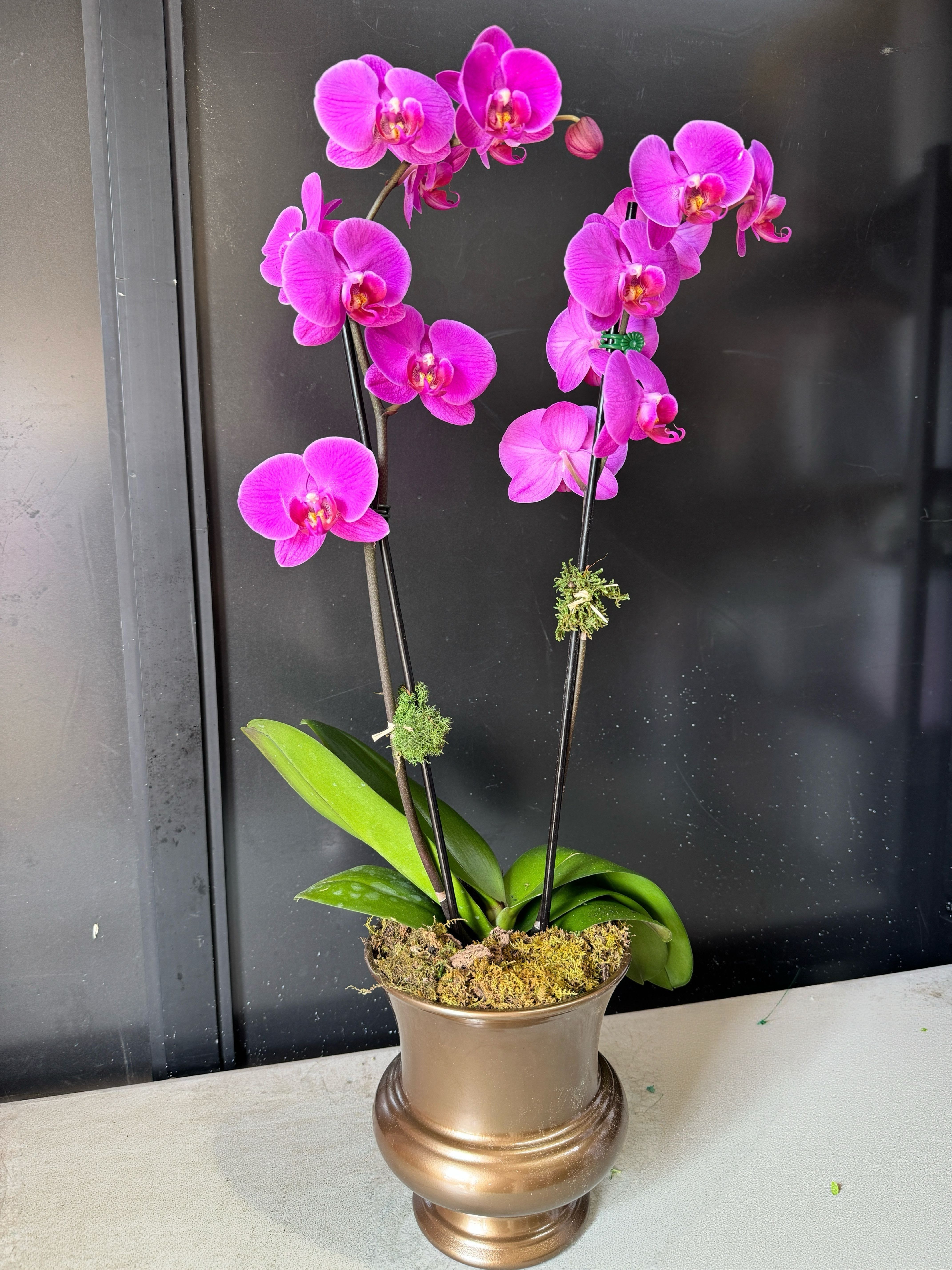 Bronze Elegance-dual purple orchid - 2 purple orchids with lush green leaves are planted in a classic bronze pot