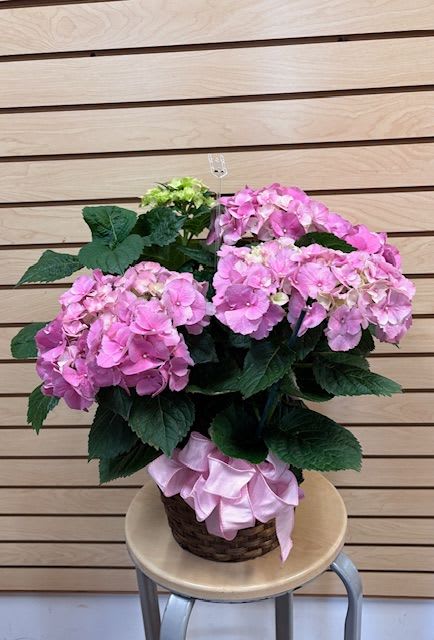 Pink Hydrangea in a 8" Basket - Pink hydrangea in a brown 8" basket with a pink bow