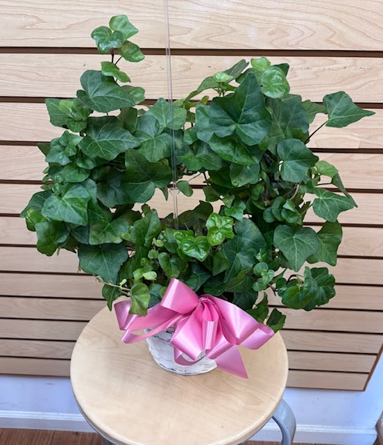 Ivy Plant in 6" Basket - Running ivy plant in a white basket with a bow