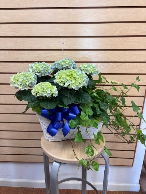 Double Basket with a green and hint of blue hydrangea - Double basket with a green and blue 6" hydrangea and 6" running ivy plant in a white basket