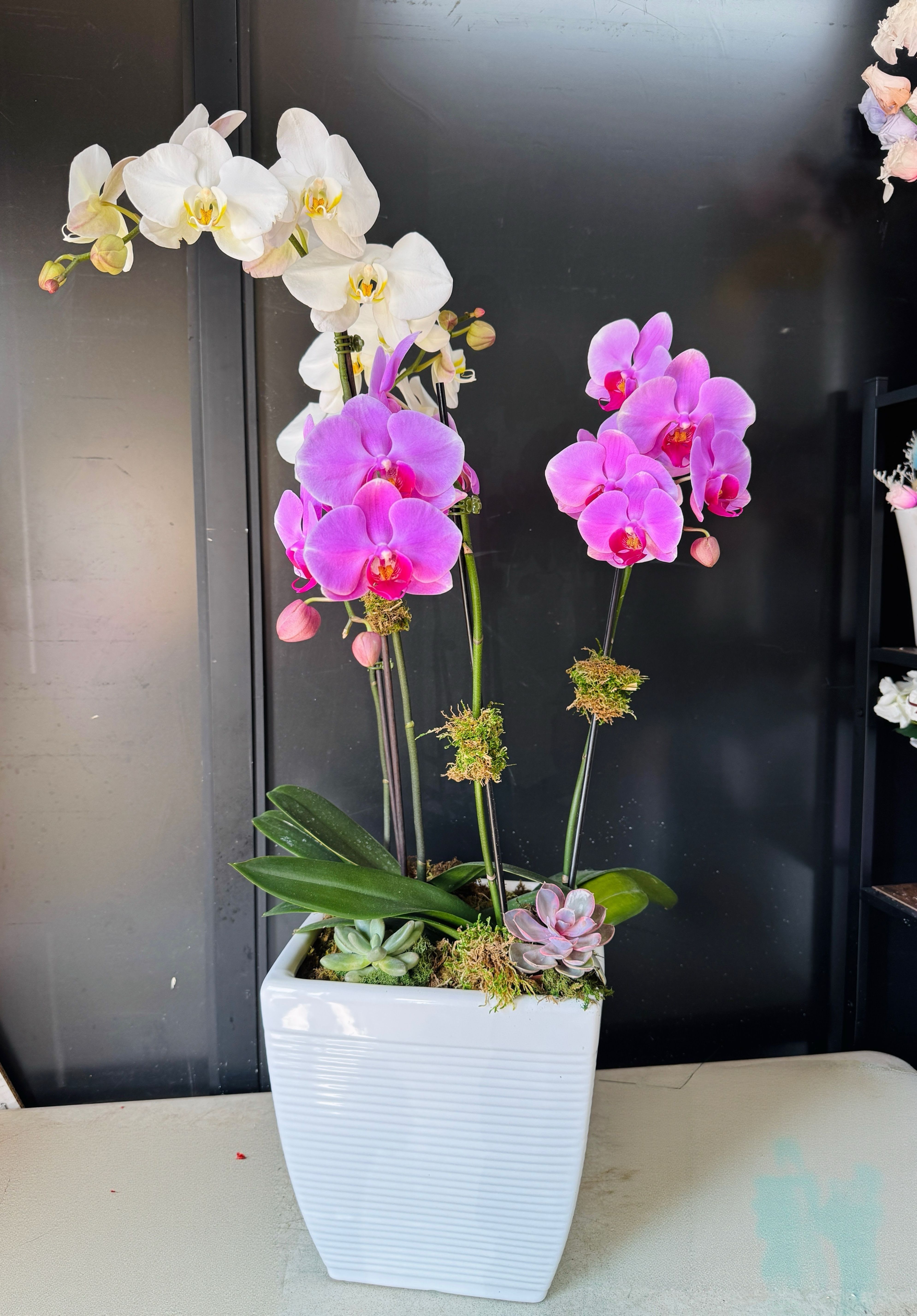 white &amp; lavender orchid - A sophisticated arrangement of multiple white and lavender orchid stems with lush green leaves,natural moss,and succulent accents,elegantly presented in a modern white ceramic square pot.