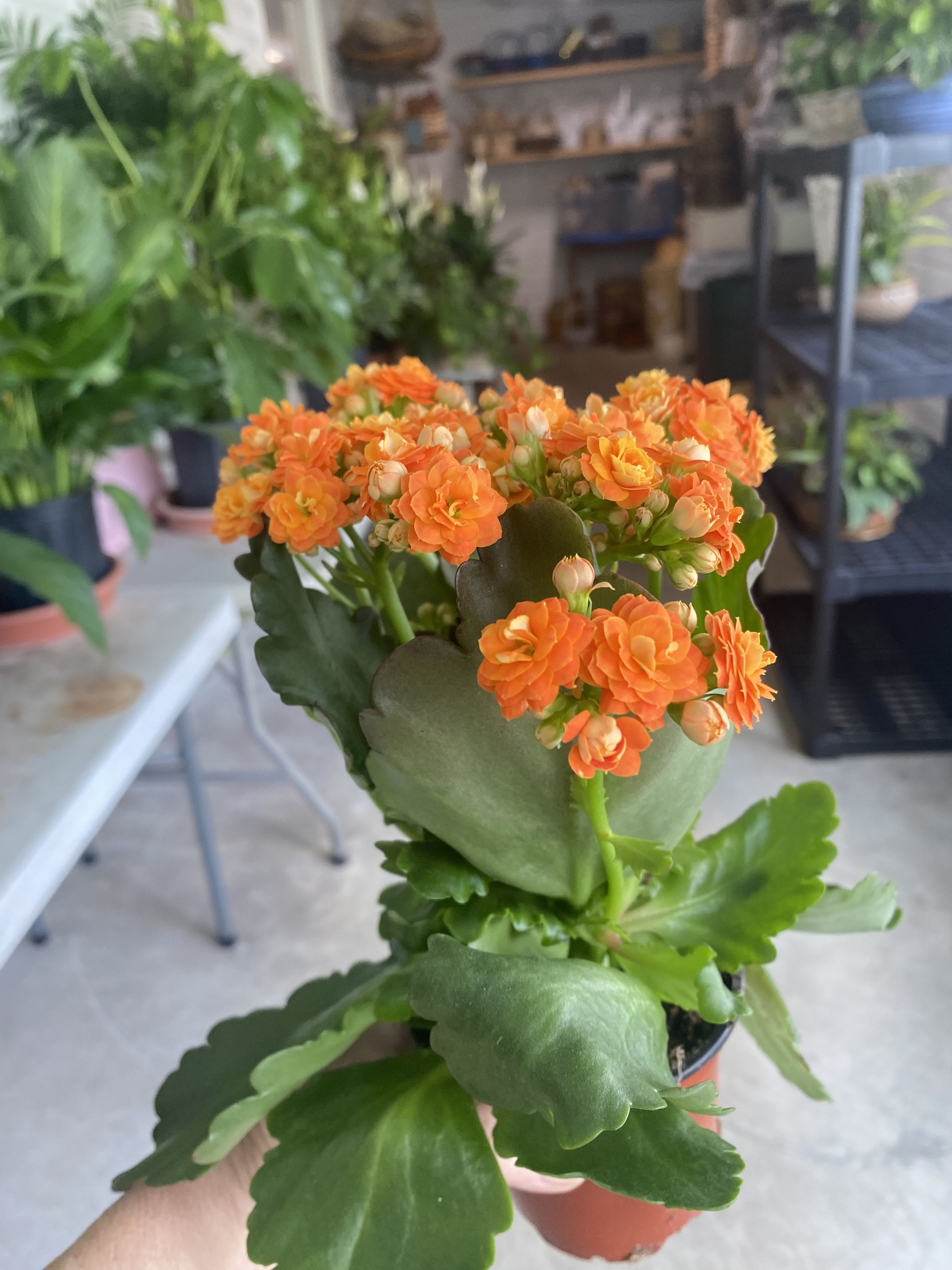 Kalanchoe Plant - Unique, Beautiful variety. House plant. 4” pot. Bright or indirect light inside, water once a week. Can be outside in warm months. Color of bloom differs