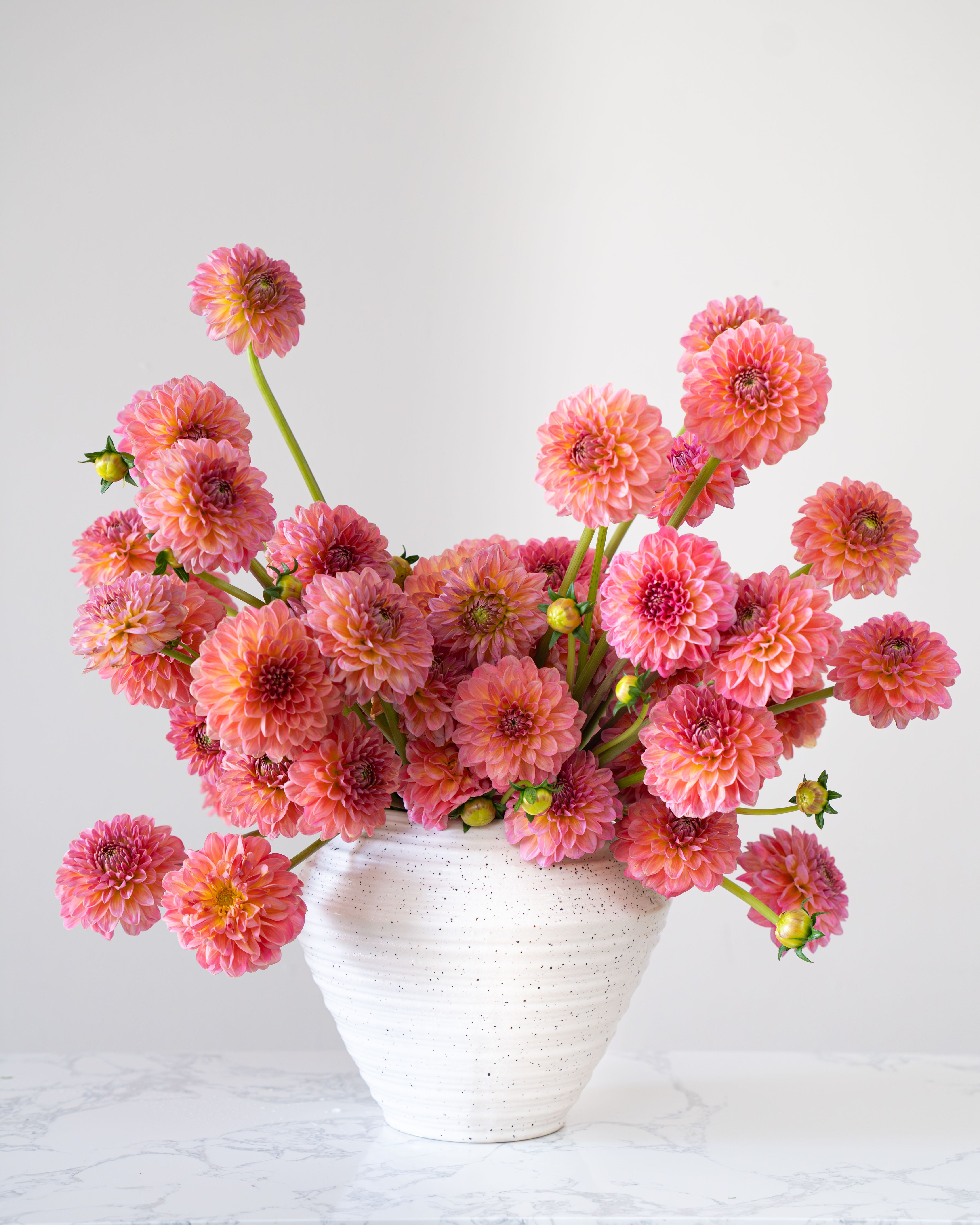 Dahlias Love  - Dalia Love 