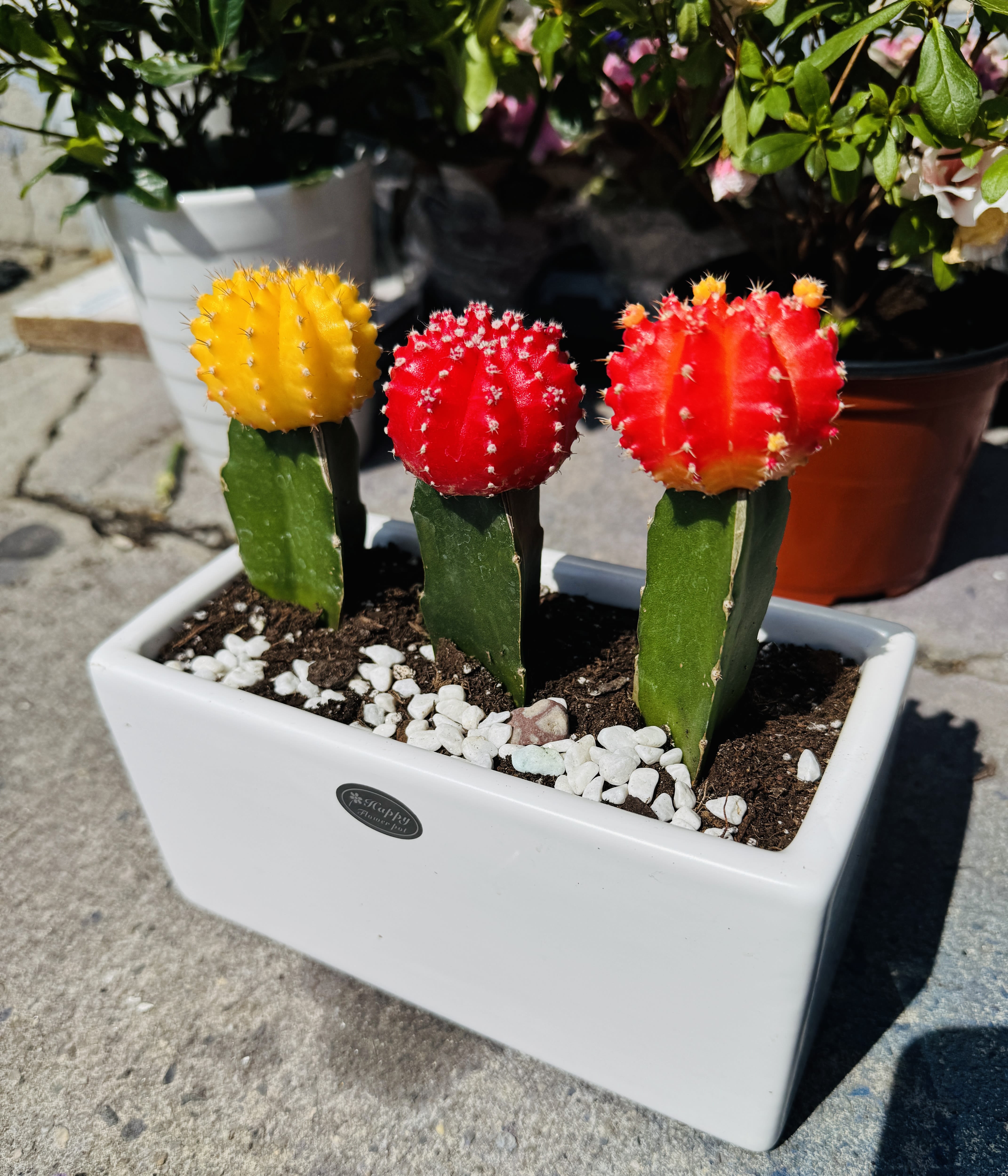 Colorful Moon Cactus Trio - A vibrant trio of colorful Moon Cacti in bright yellow,ruby red,and sunset orange,planted together with white decorative pebbles in a modern,minimalist white ceramic rectangular planter.