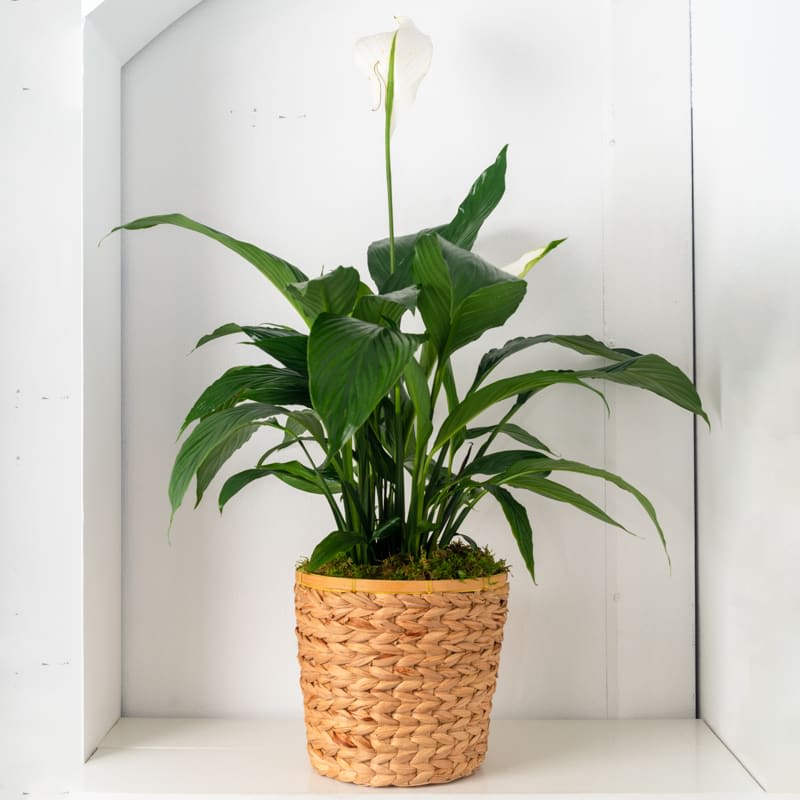 Peace lily houseplant with white bloom in a woven basket pot