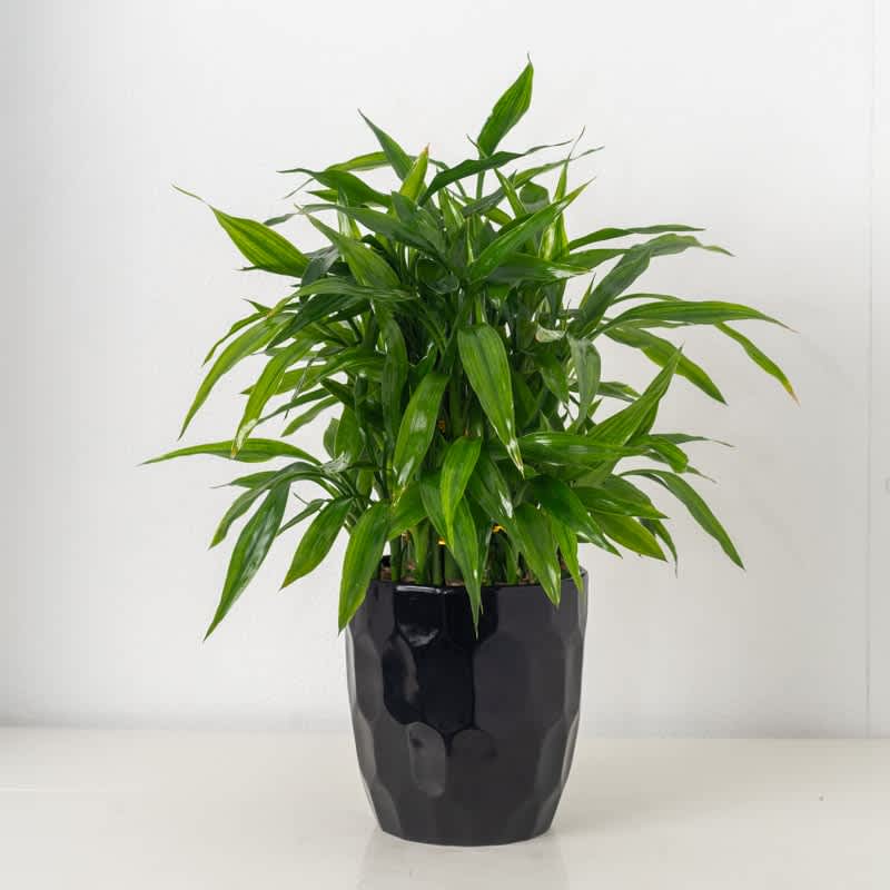 Tall green foliage plant in a glossy black textured pot