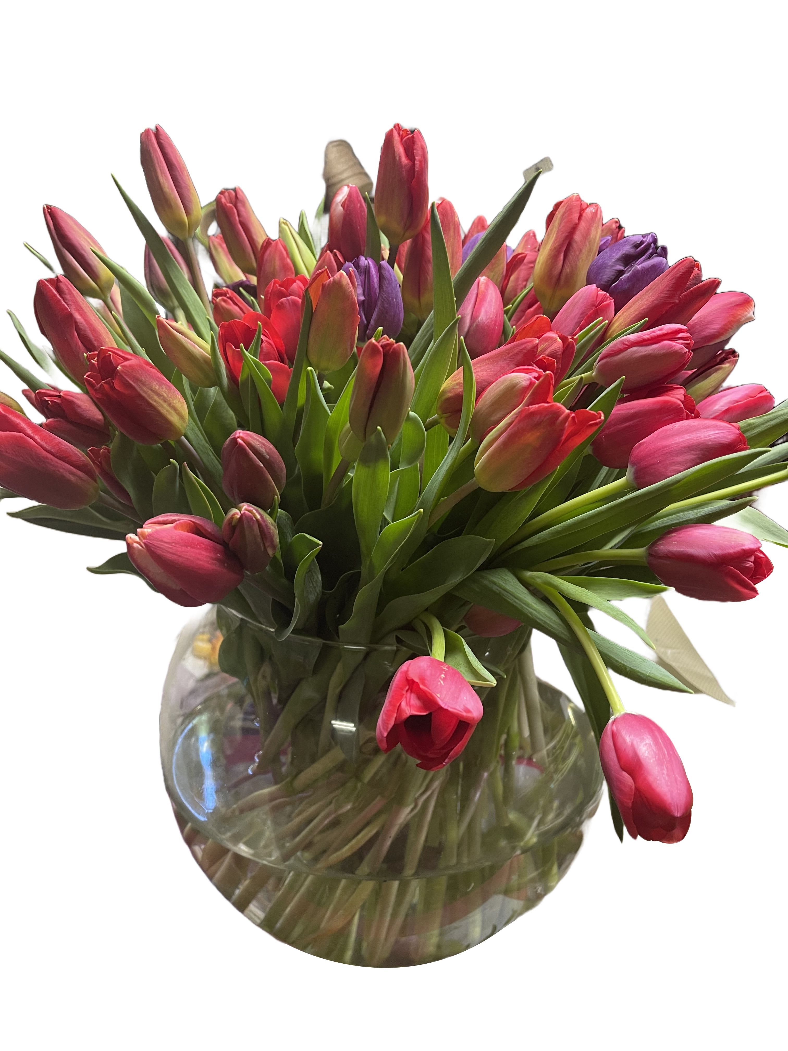 Tulips Galore - Tulips 