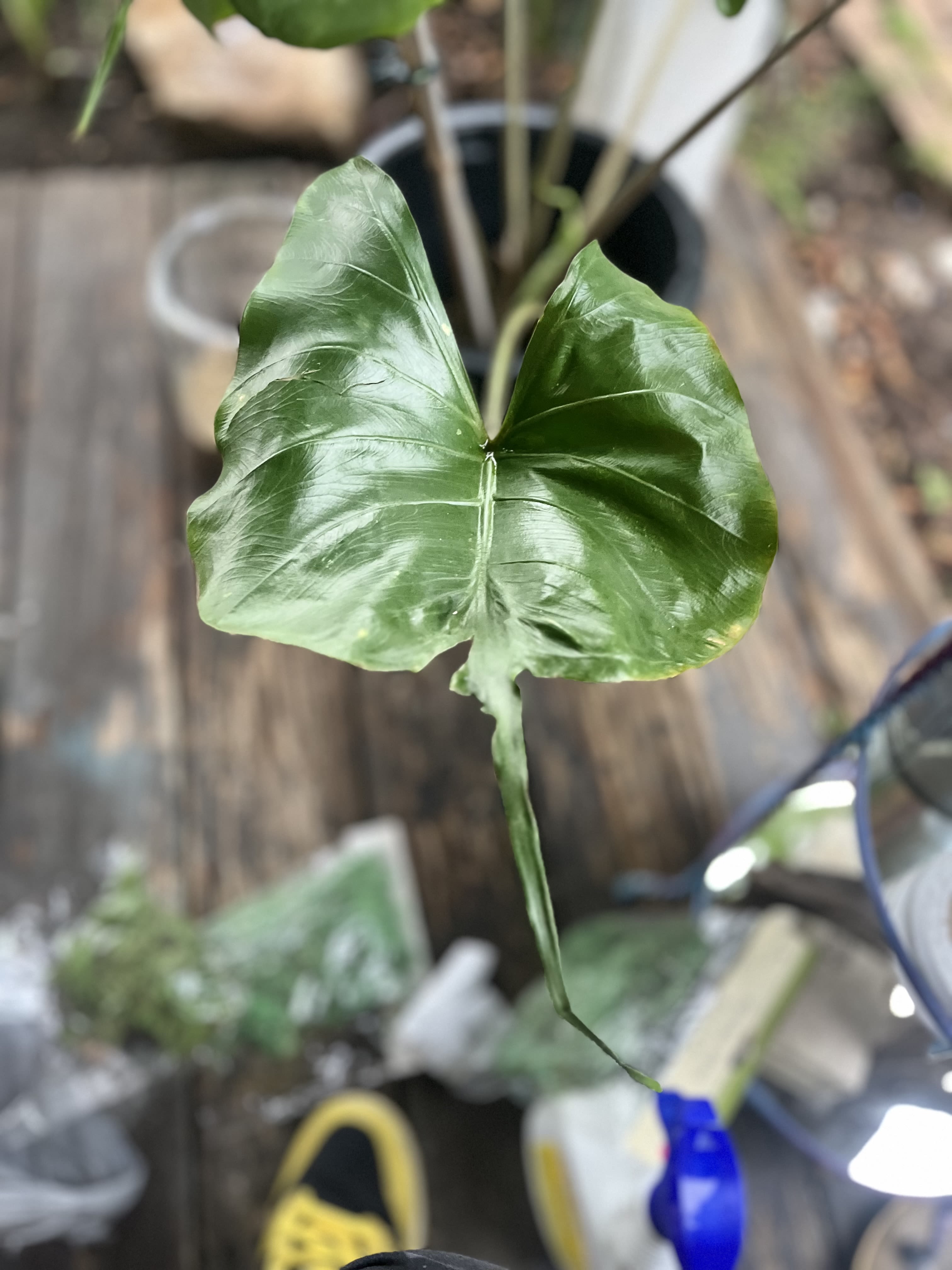 Close-up of a single glossy green heart-shaped leaf on a potted plant