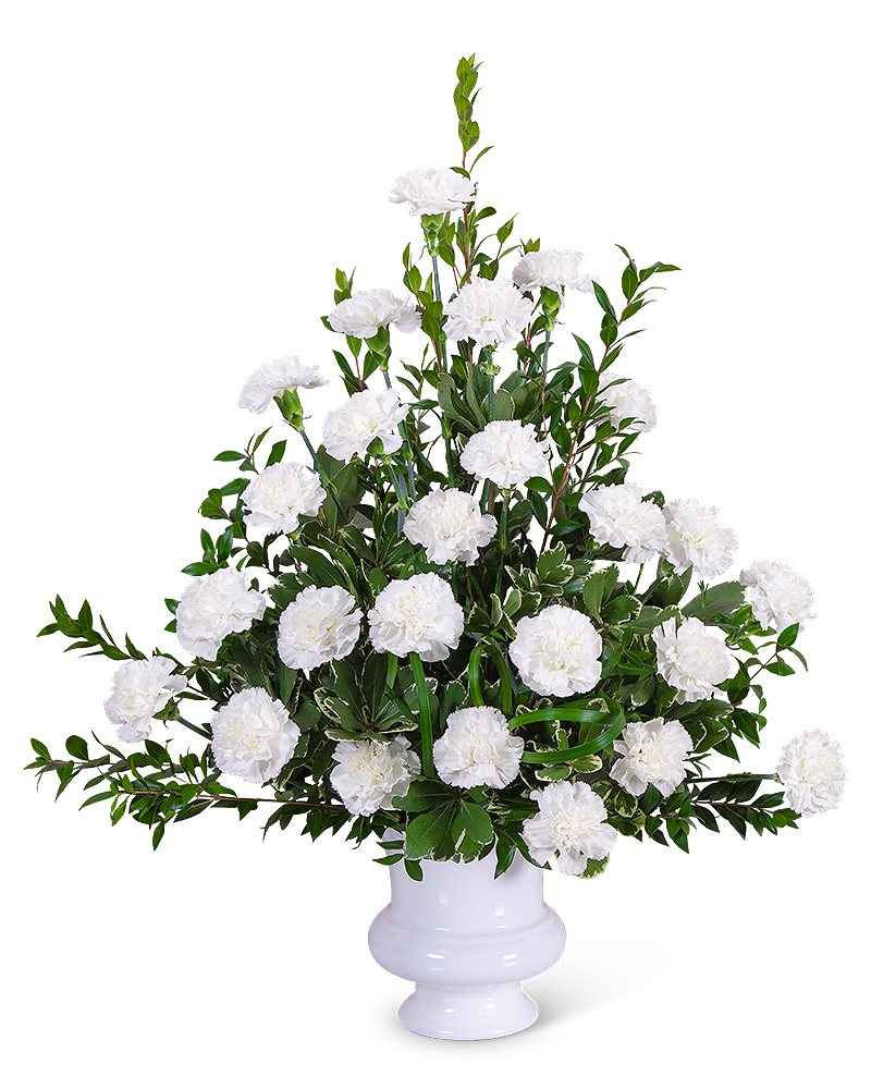 Divine Blessings Urn - The Divine Blessing Urn is a classic white funeral design that can be sent to the service or to a home. White flowers are a popular choice for sympathy and white carnations symbolize pure love and innocence. The Divine Blessings Urn features Carnations, Myrtle, Pittosporum, Lily Grass, and other premium foliage and can be displayed on a side table near the casket. For any and all sympathy flowers, feel free to contact our shop for ideas and variations to make your final tribute extra unique and special.