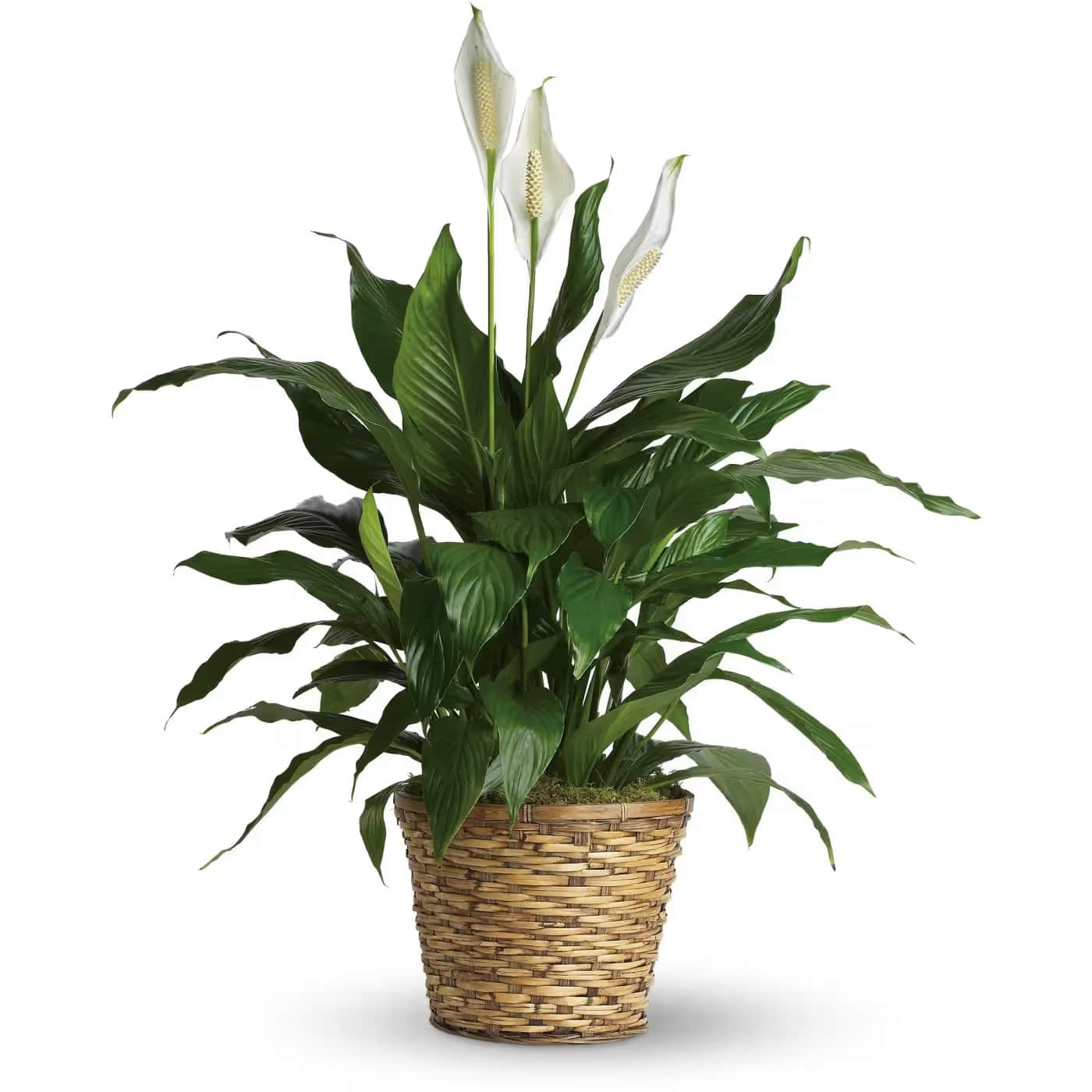 Spathiphyllum Plant aka/ Peace Lily - This dark leafy plant with its delicate white blossoms makes a simply elegant gift. There's nothing small about the sentiment delivered along with this pretty plant. A brilliant green spathiphyllum is delivered in a natural wicker basket. Long live elegance!