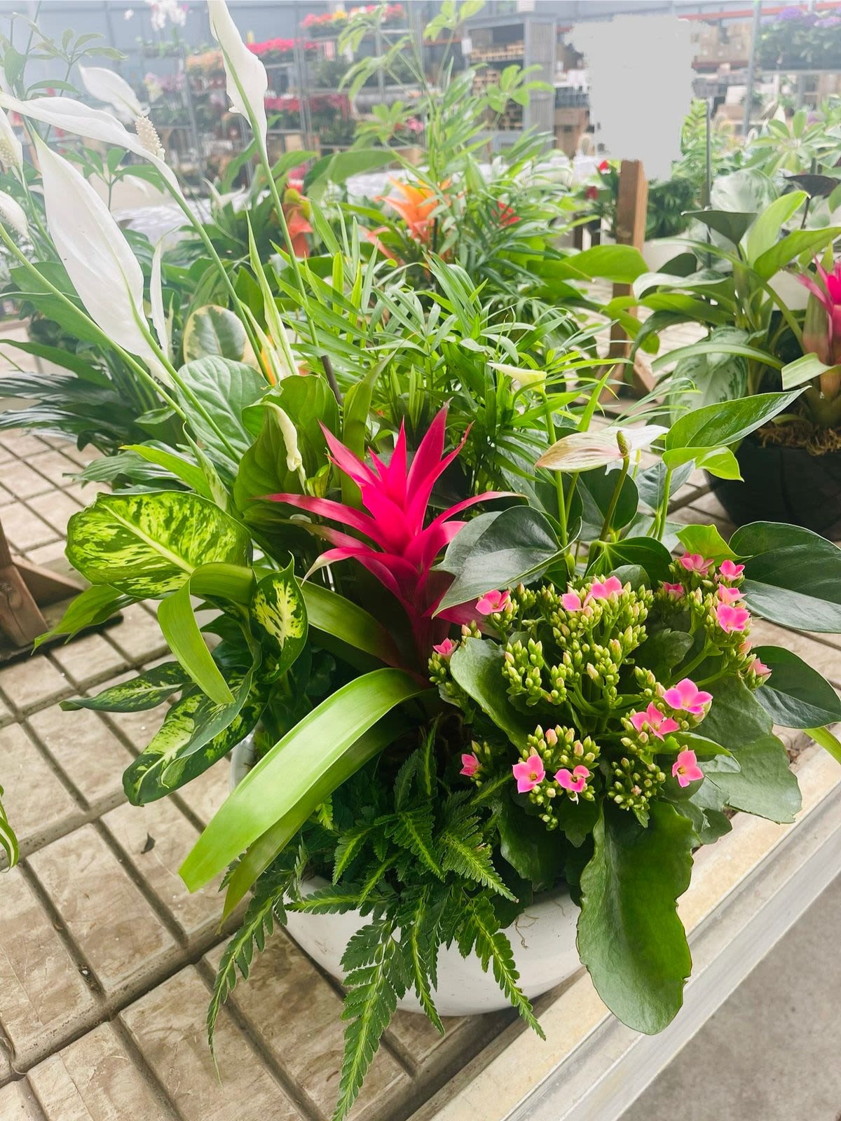 Dish Garden By Menlo Florist - Introducing the Dish Garden by Menlo Florist, a stunning arrangement that brings the beauty of nature right into your home or office. This exquisite dish garden features a harmonious blend of a Peace Lily plant, vibrant Bromeliads, and a variety of lush greens, creating a captivating display of color and texture. The Peace Lily, known for its elegant white blooms and air-purifying qualities, pairs perfectly with the striking hues of the Bromeliads. Complementing these main attractions are an assortment of other verdant greens, meticulously arranged to add volume and enhance the garden's overall aesthetic. Ideal for any setting, this dish garden not only elevates your space but also promotes a tranquil and refreshing atmosphere.