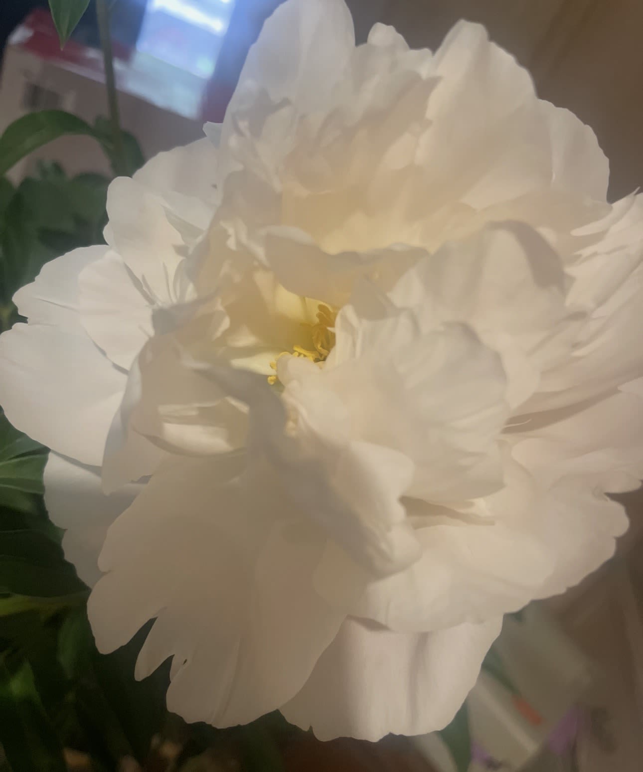 Peony Plant - 3 Gallon Peony in planter