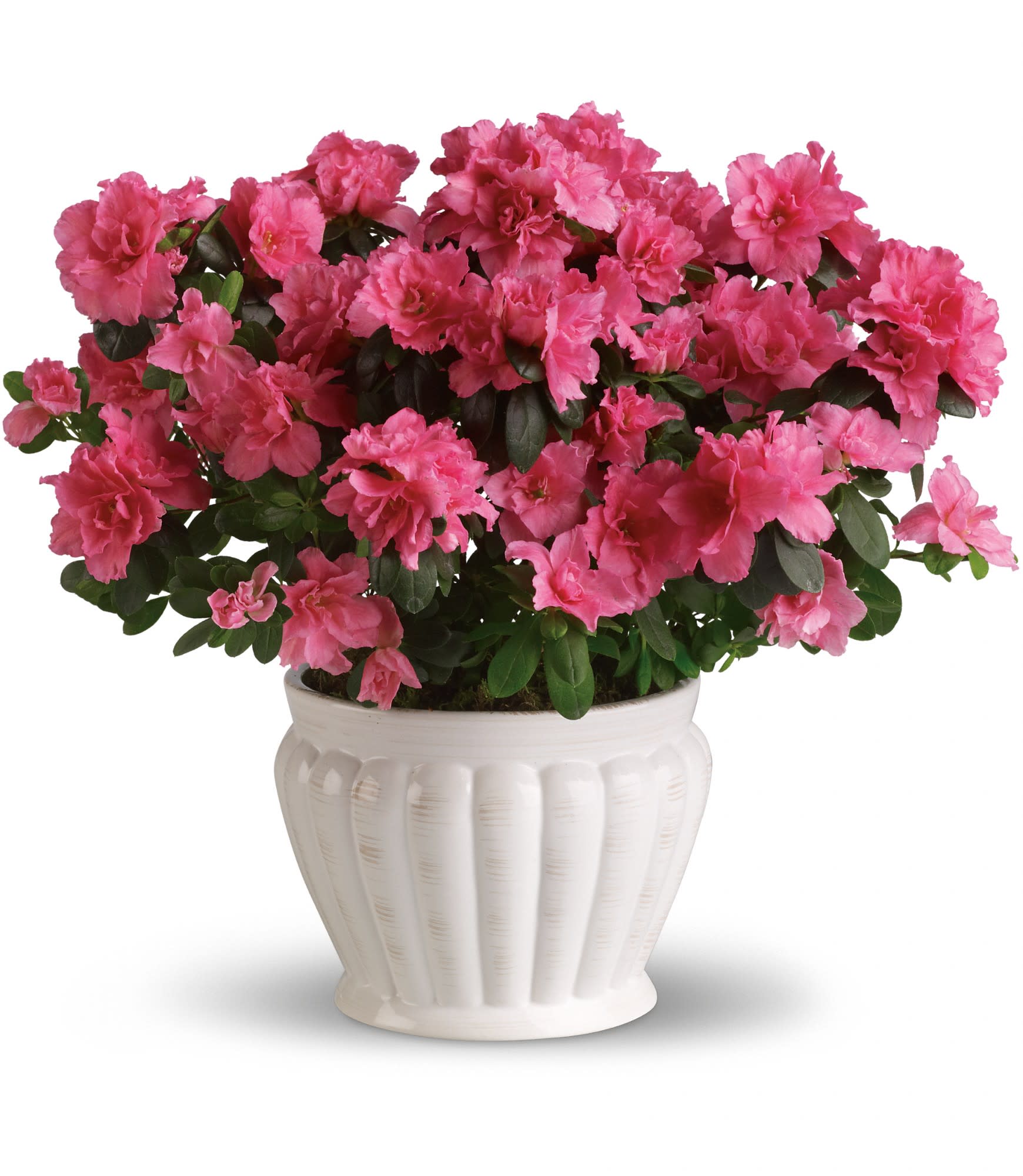 Pretty in Pink Azalea - This pretty azalea serves up a plethora of pink petals. Absolutely stunning as an indoor plant, it can also be planted outside and enjoyed for years to come. What a perfect present!    A beautifully robust pink azalea is hand-delivered in a lovely white ceramic ribbed planter. Think pink!    Approximately 17" W x 15 1/2" H    Orientation: N/A    As Shown : T91-3A