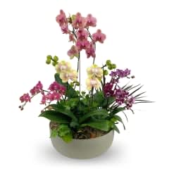 Spectacular Orchids - Beautiful lasting orchid plants