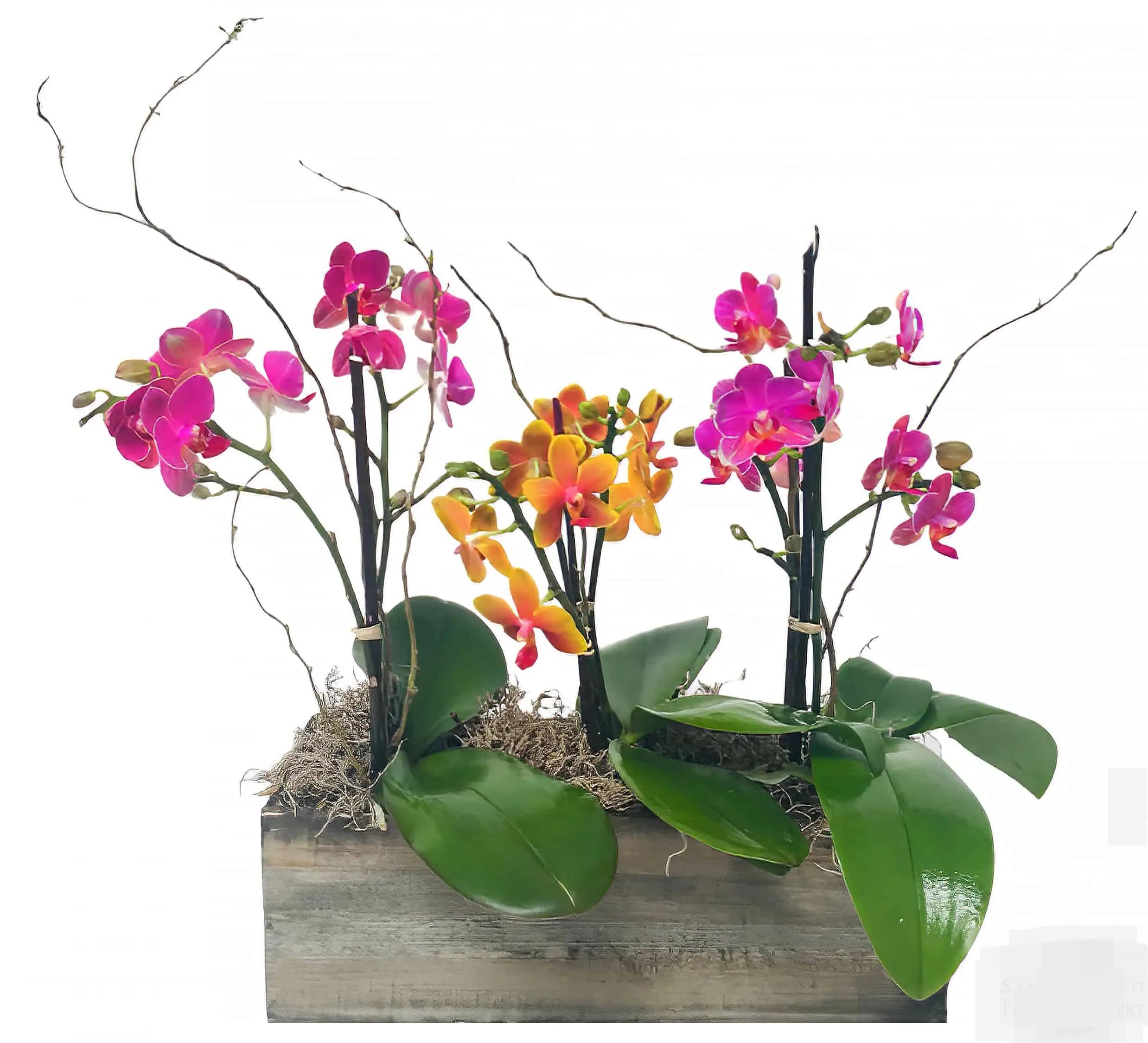 Pink and orange phalaenopsis orchid plants in a rustic wooden rectangular planter.