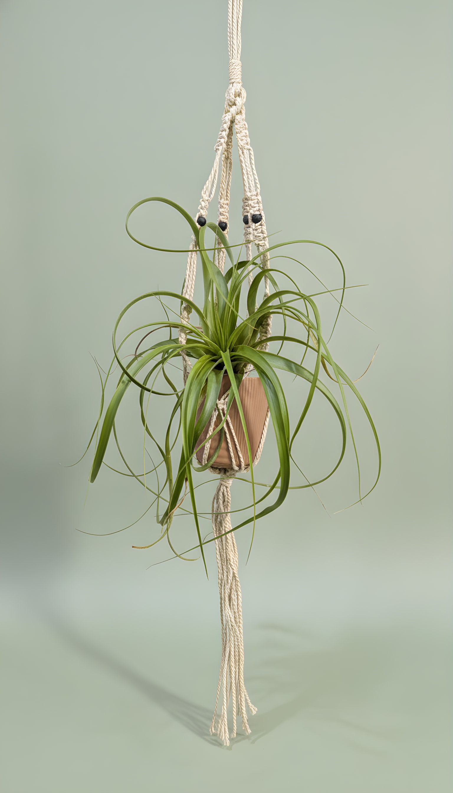 Macrame Hanging Air Plant - Large Air Plant in a ceramic inside a hanging macrame.