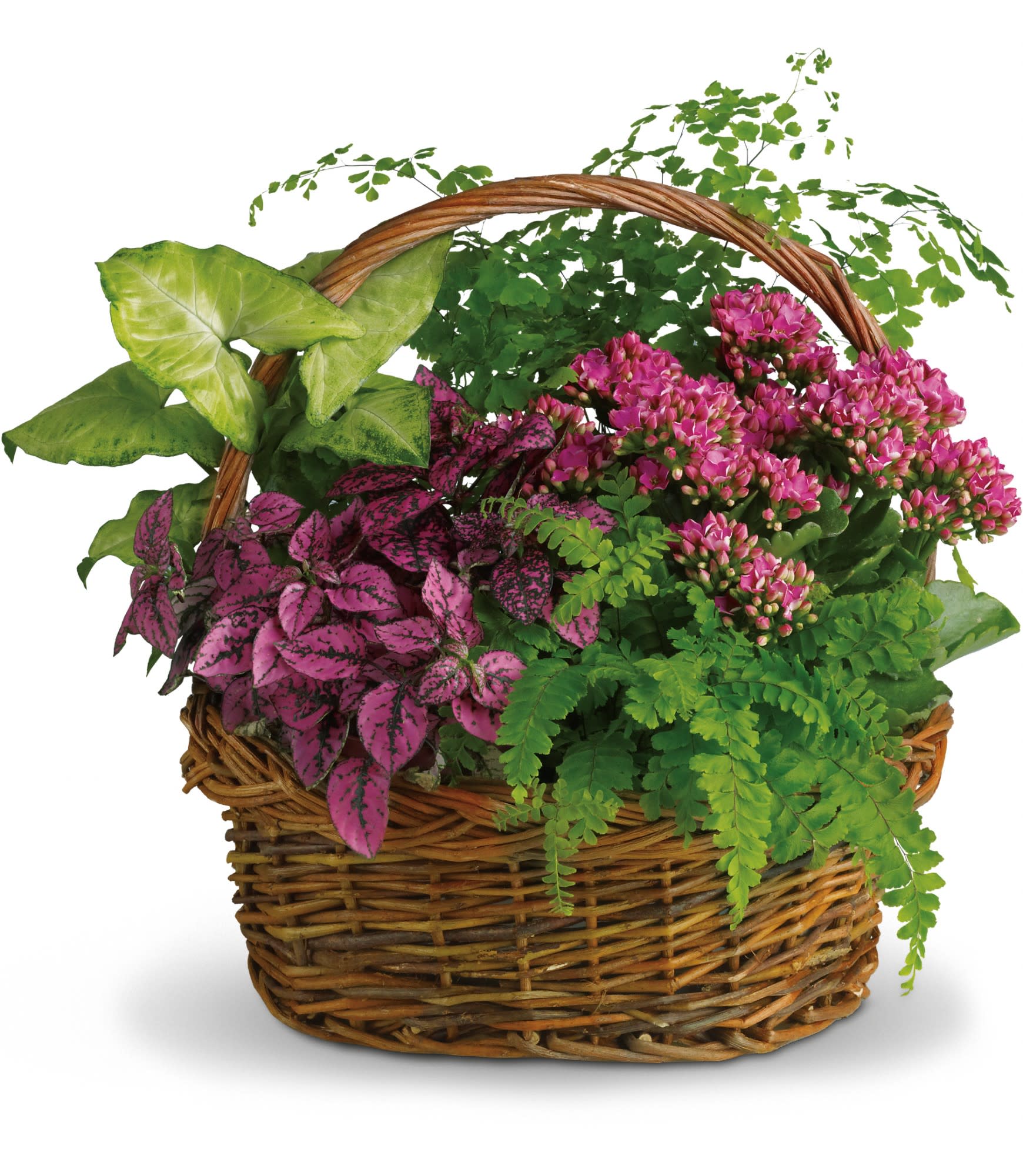 Mixed green plants and pink flowering plant in a woven basket with handle